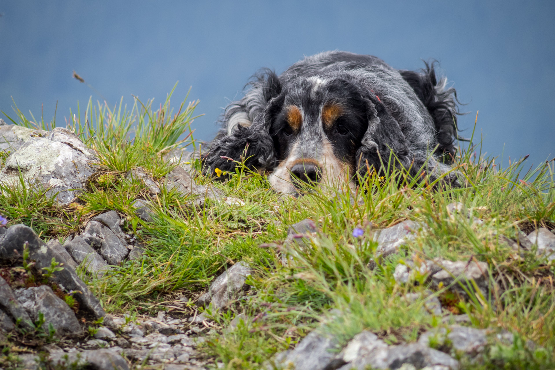 Siná od Demänovskej jaskyne slobody (Nízke Tatry)