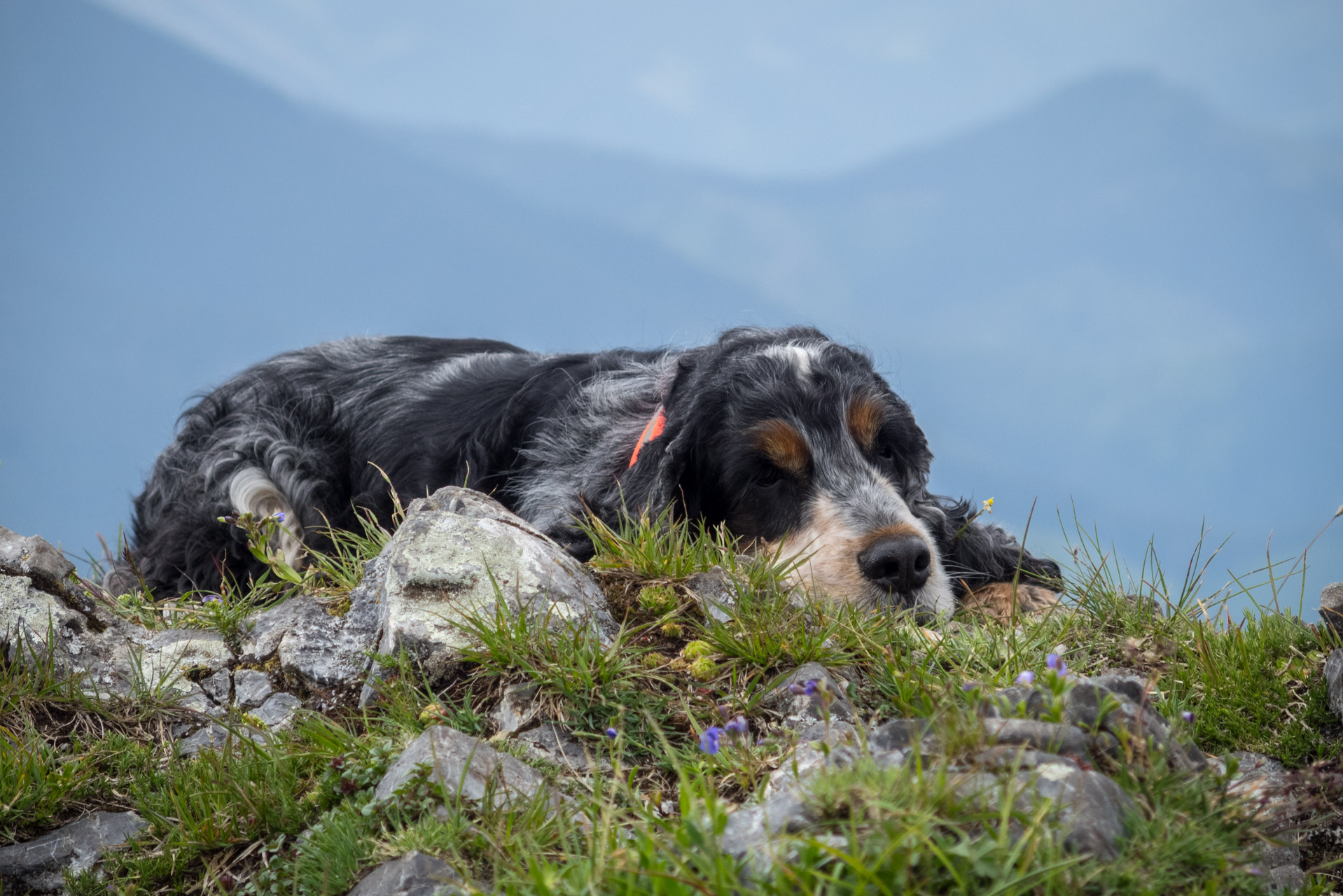 Siná od Demänovskej jaskyne slobody (Nízke Tatry)