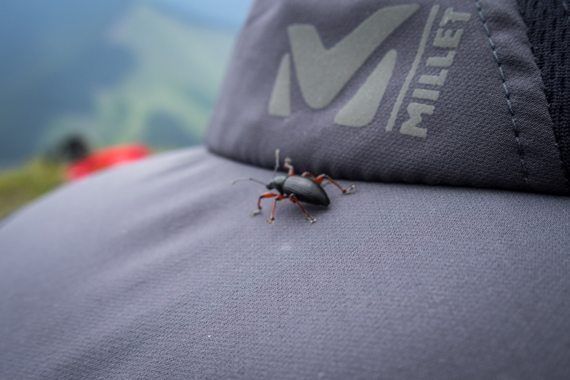 Siná od Demänovskej jaskyne slobody (Nízke Tatry)