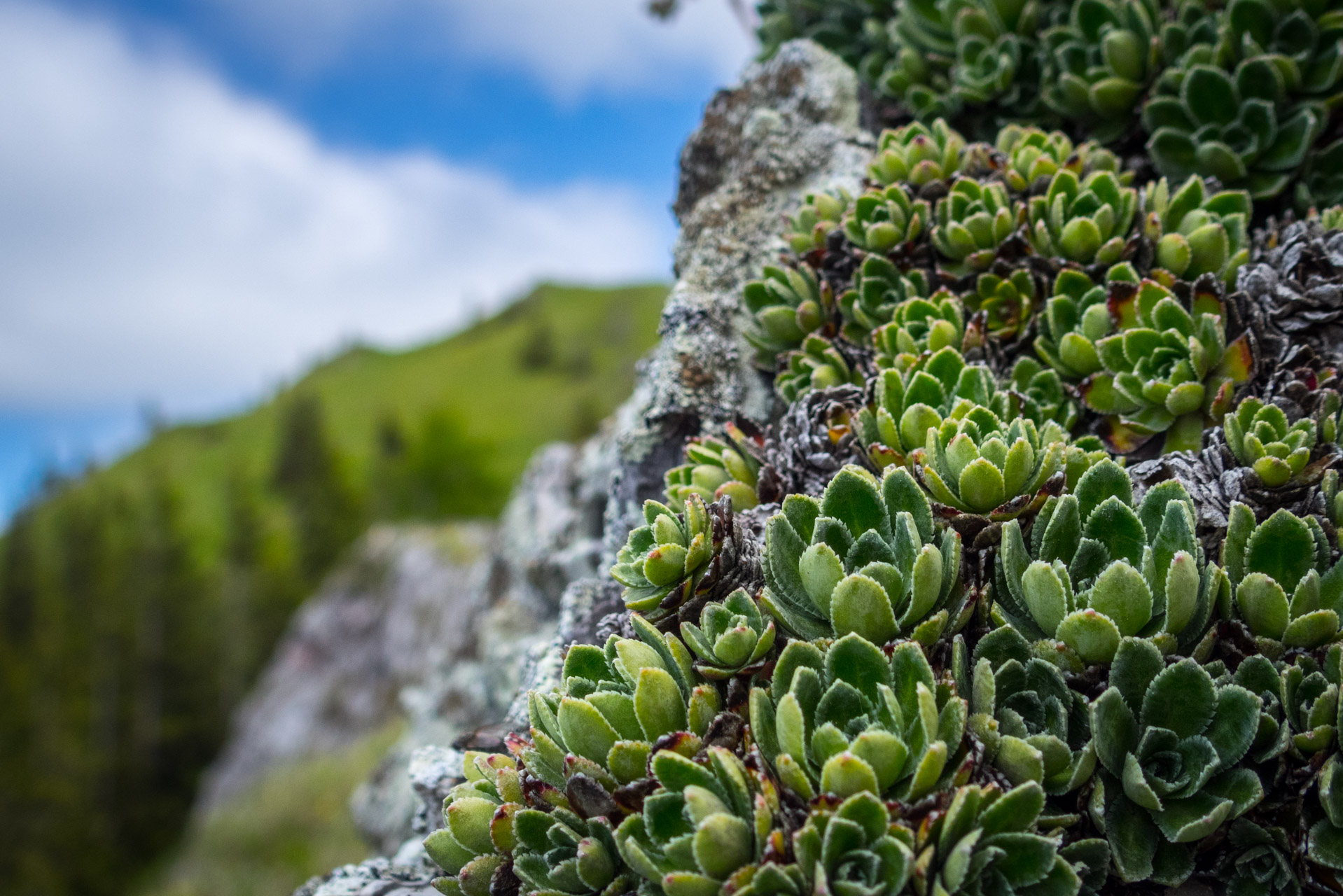 Siná od Demänovskej jaskyne slobody (Nízke Tatry)