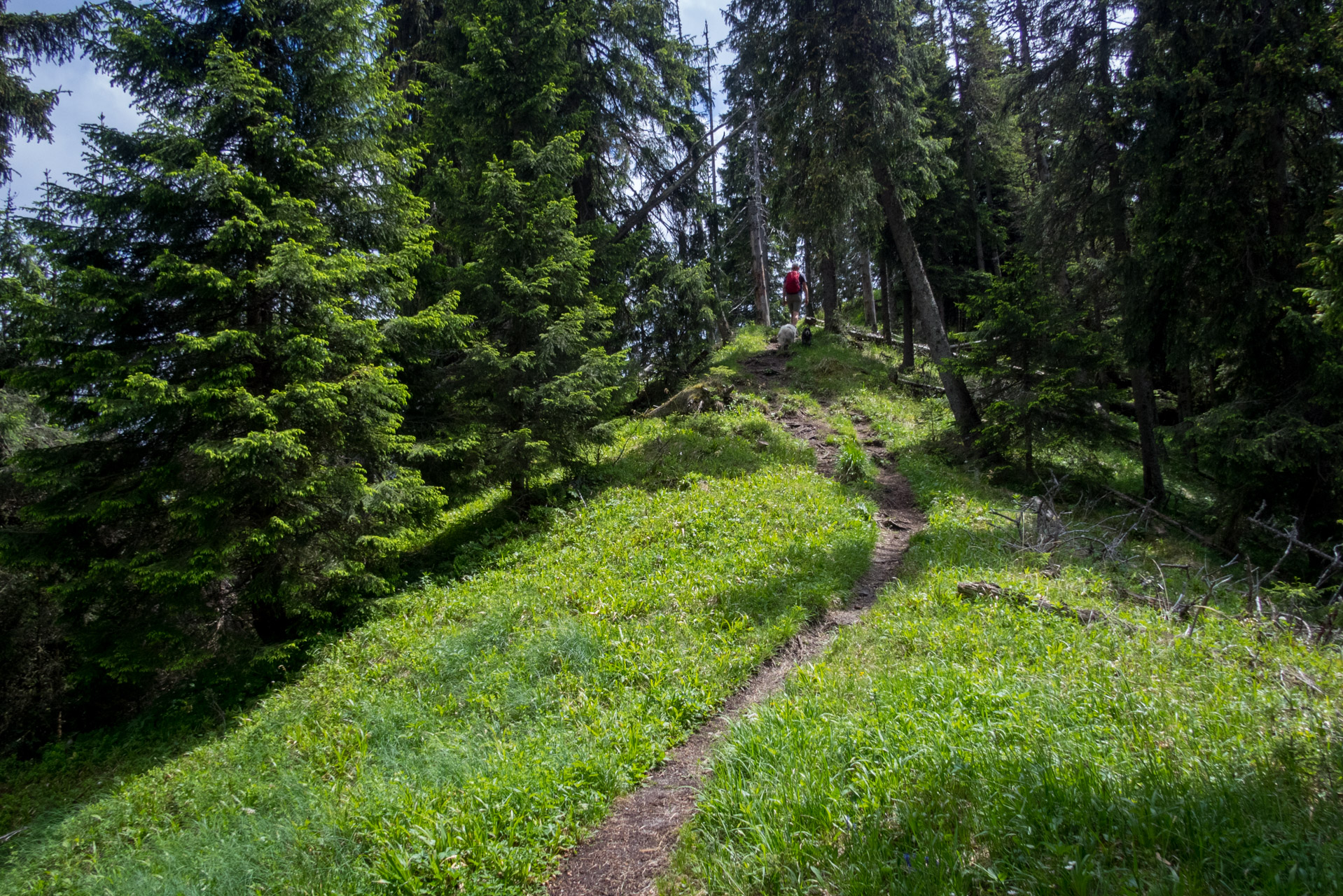 Siná od Demänovskej jaskyne slobody (Nízke Tatry)