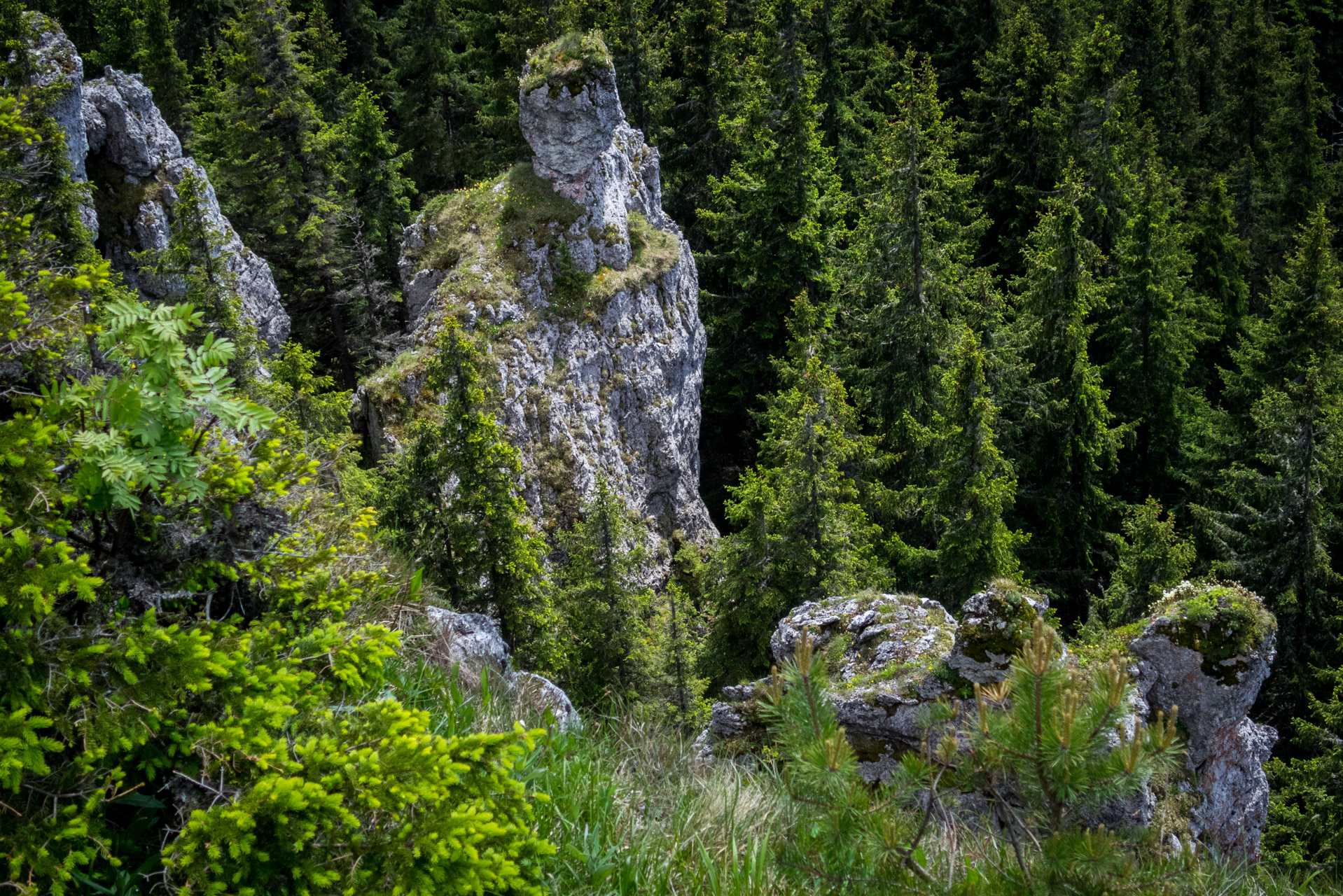 Siná od Demänovskej jaskyne slobody (Nízke Tatry)