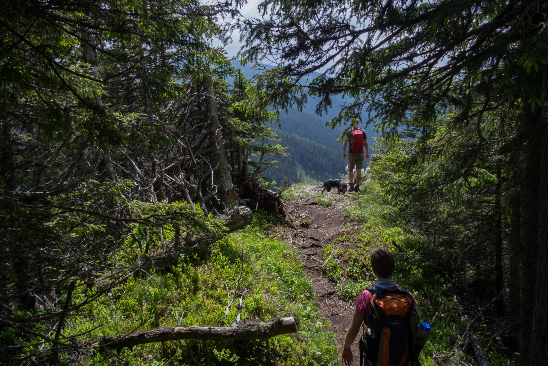 Siná od Demänovskej jaskyne slobody (Nízke Tatry)