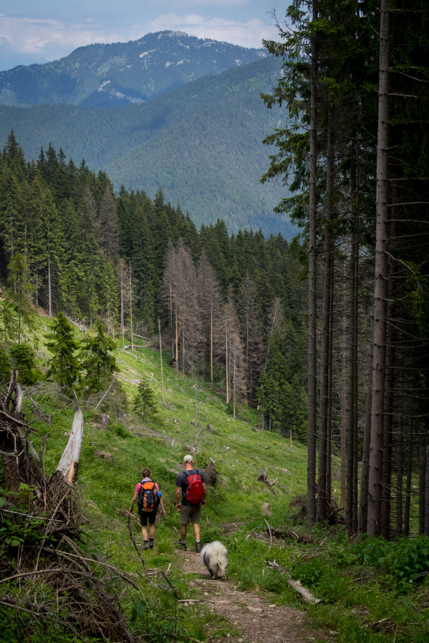 Siná od Demänovskej jaskyne slobody (Nízke Tatry)