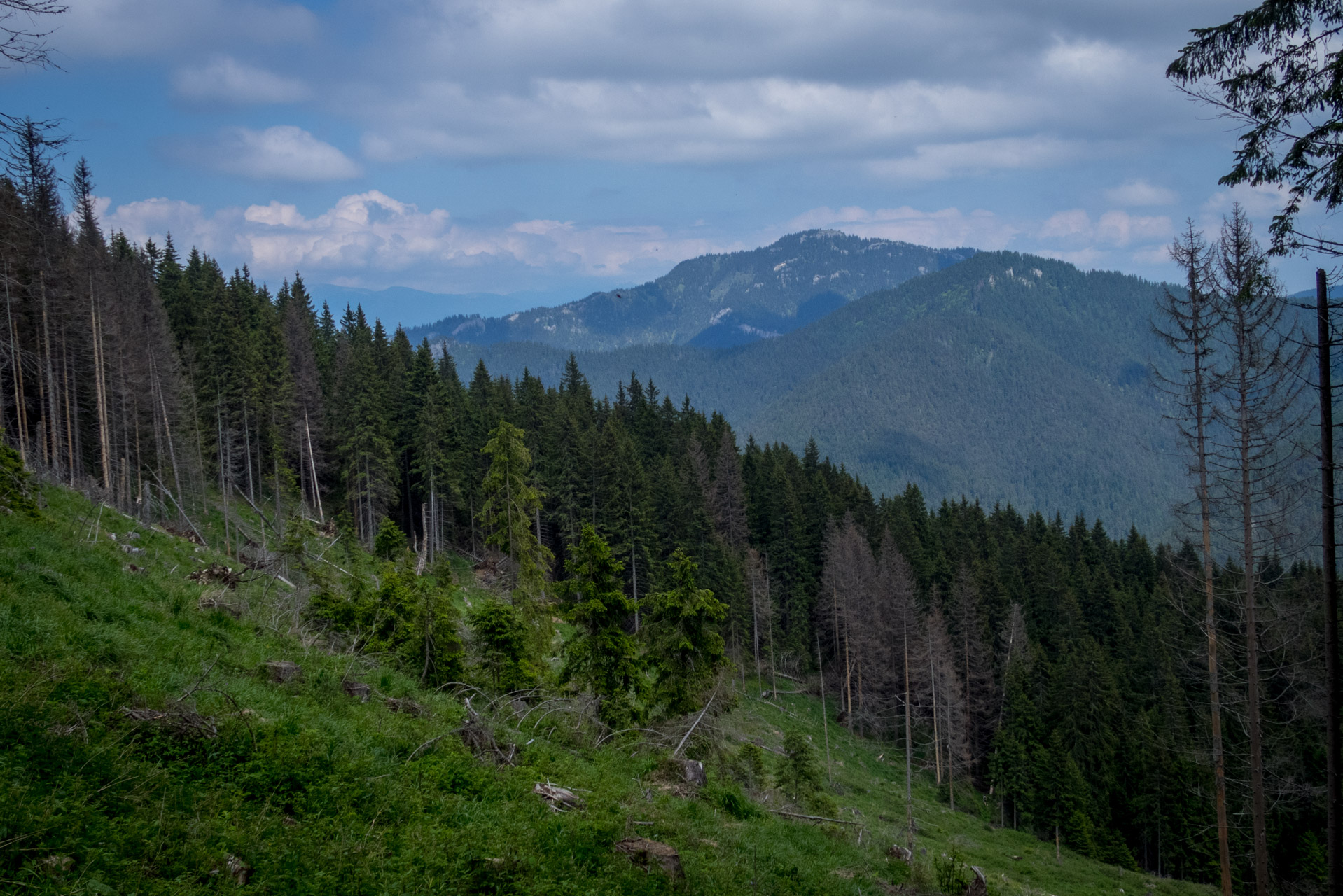 Siná od Demänovskej jaskyne slobody (Nízke Tatry)