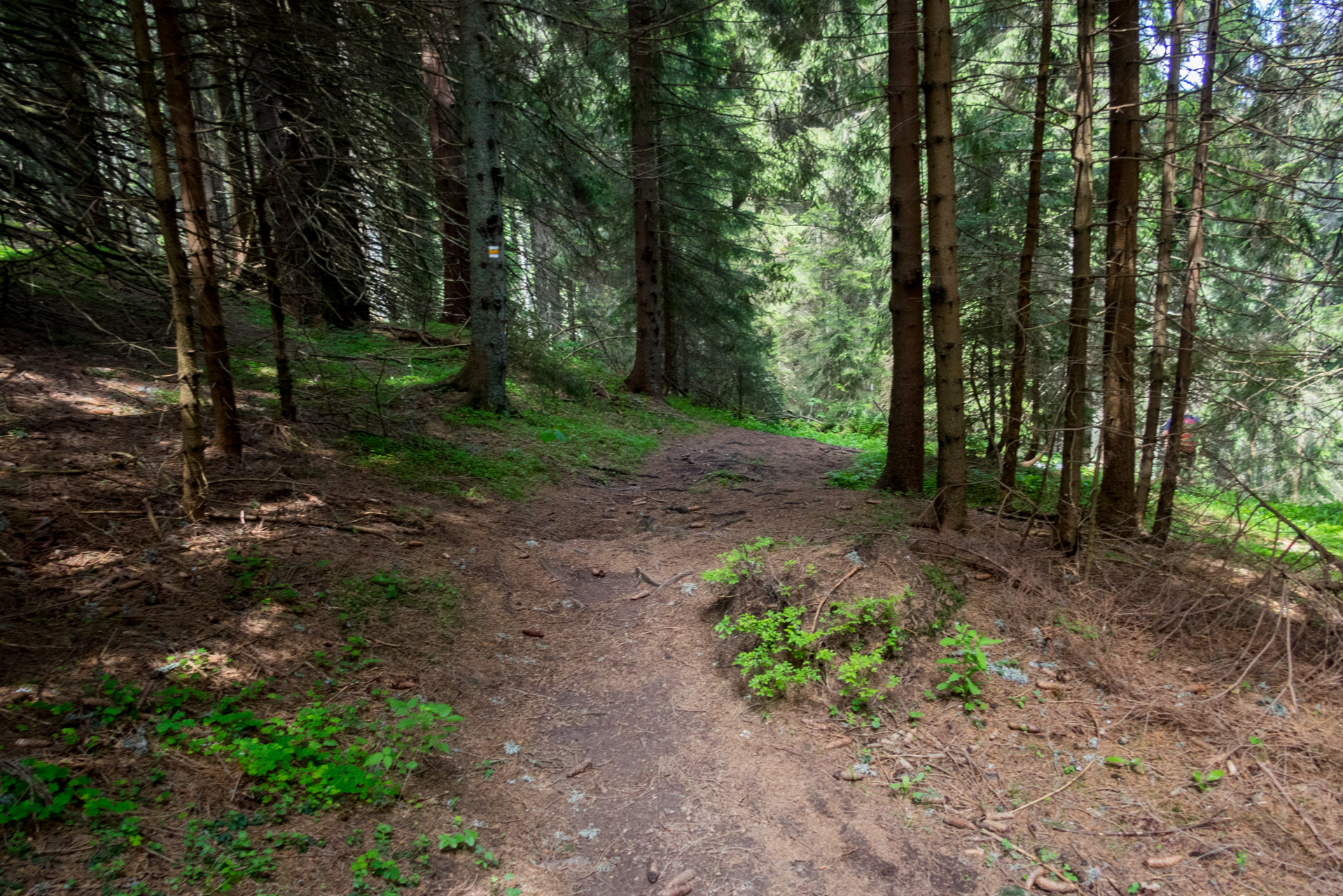 Siná od Demänovskej jaskyne slobody (Nízke Tatry)