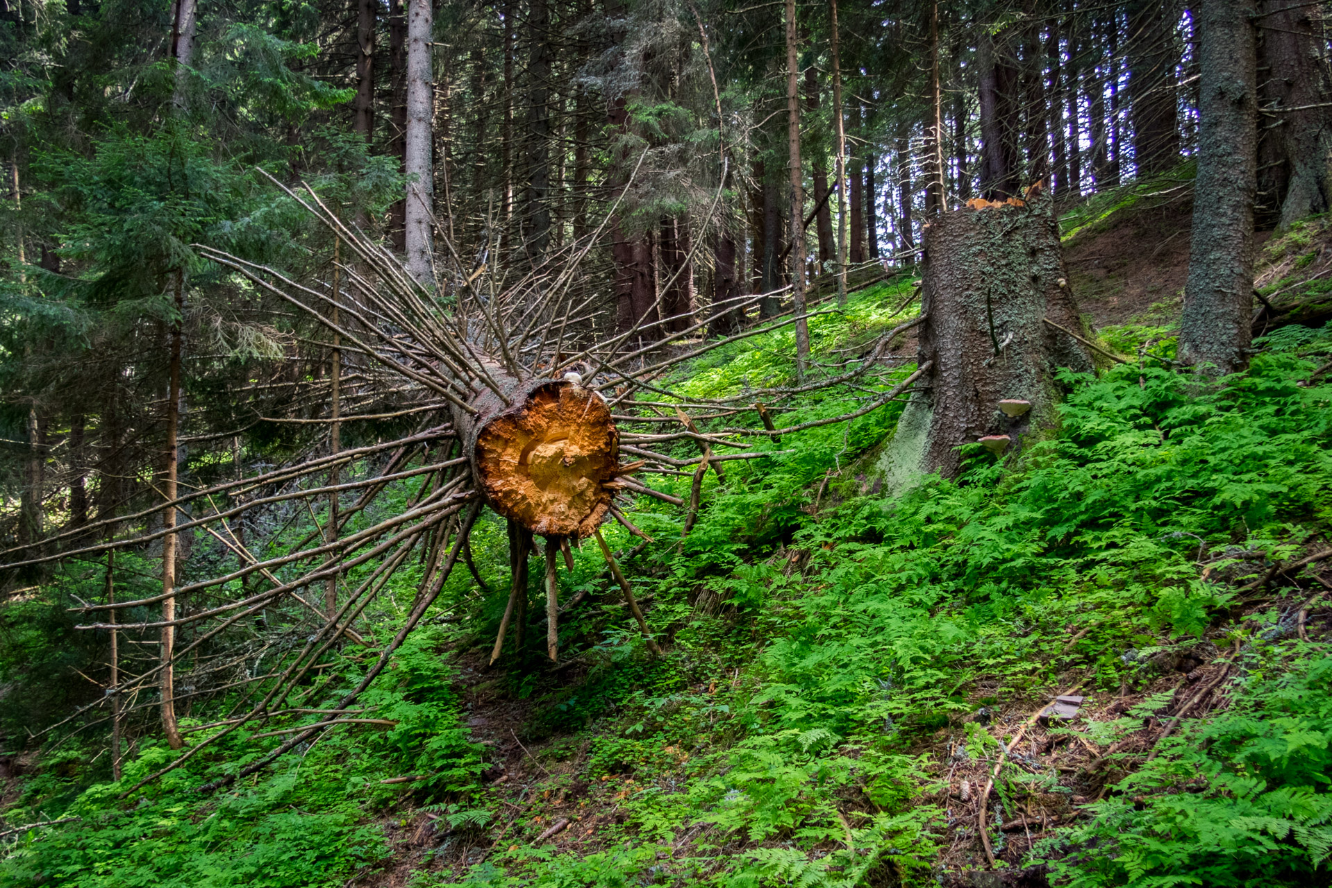 Siná od Demänovskej jaskyne slobody (Nízke Tatry)