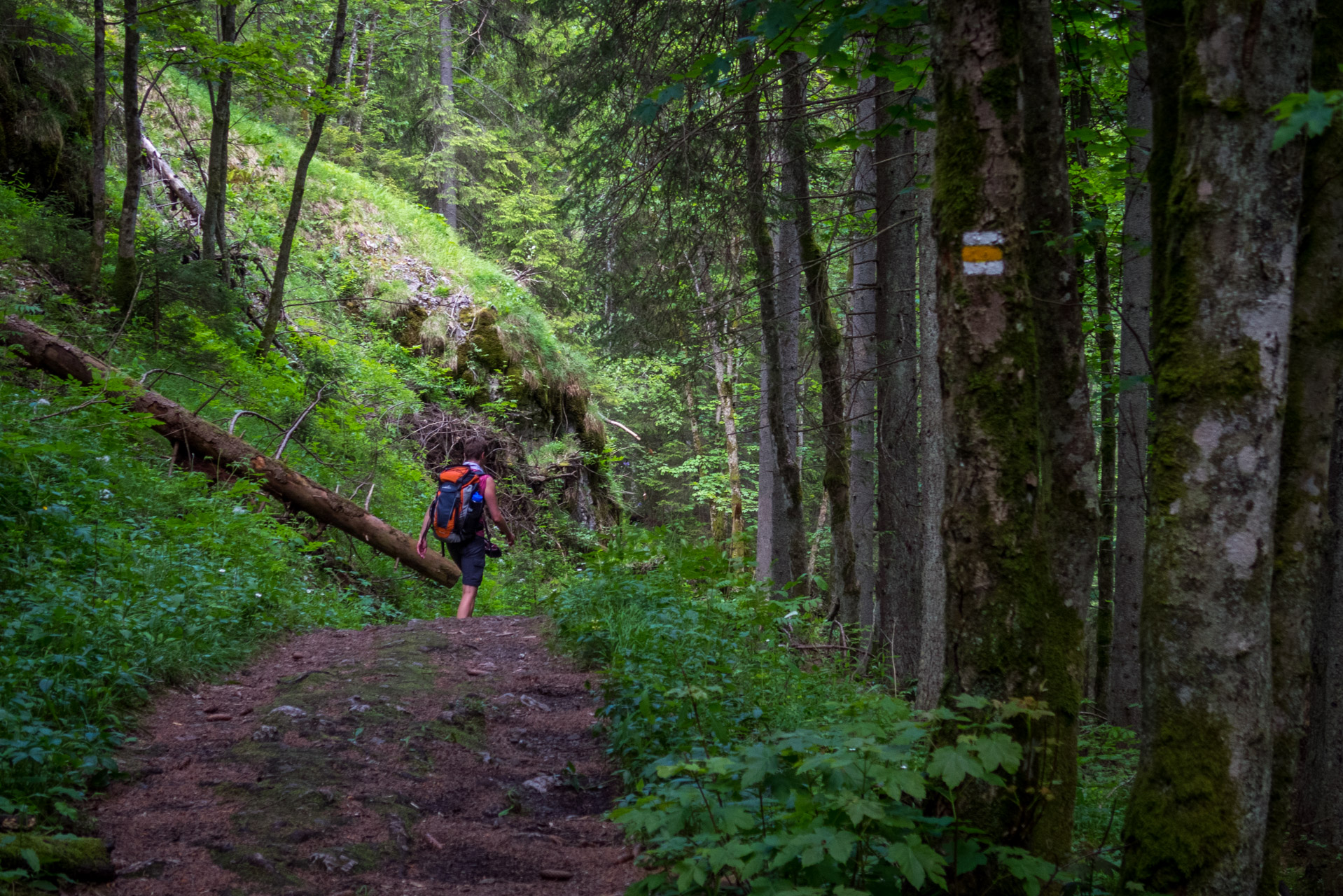 Siná od Demänovskej jaskyne slobody (Nízke Tatry)