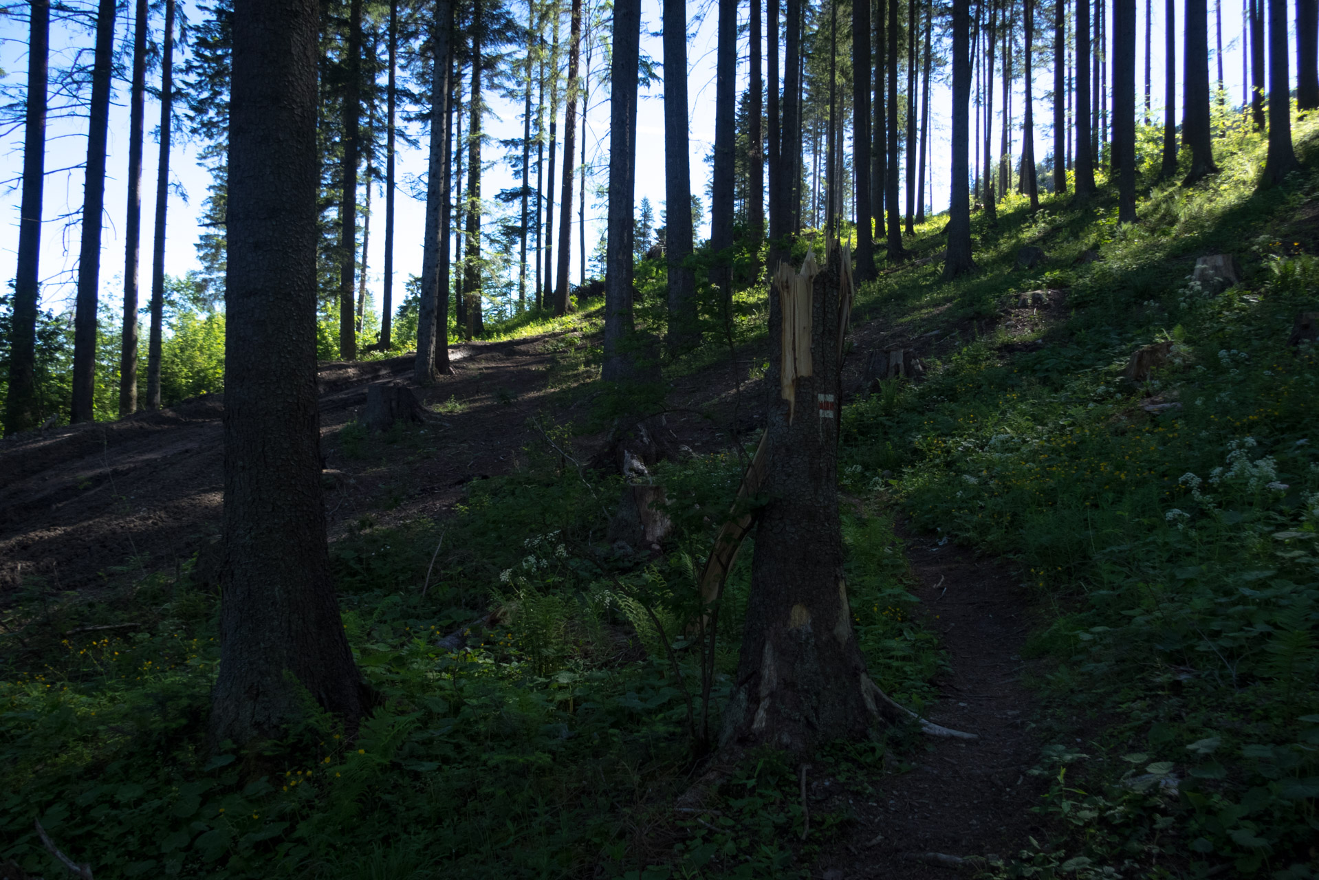 Sivý vrch od horárne Biela skala (Západné Tatry)