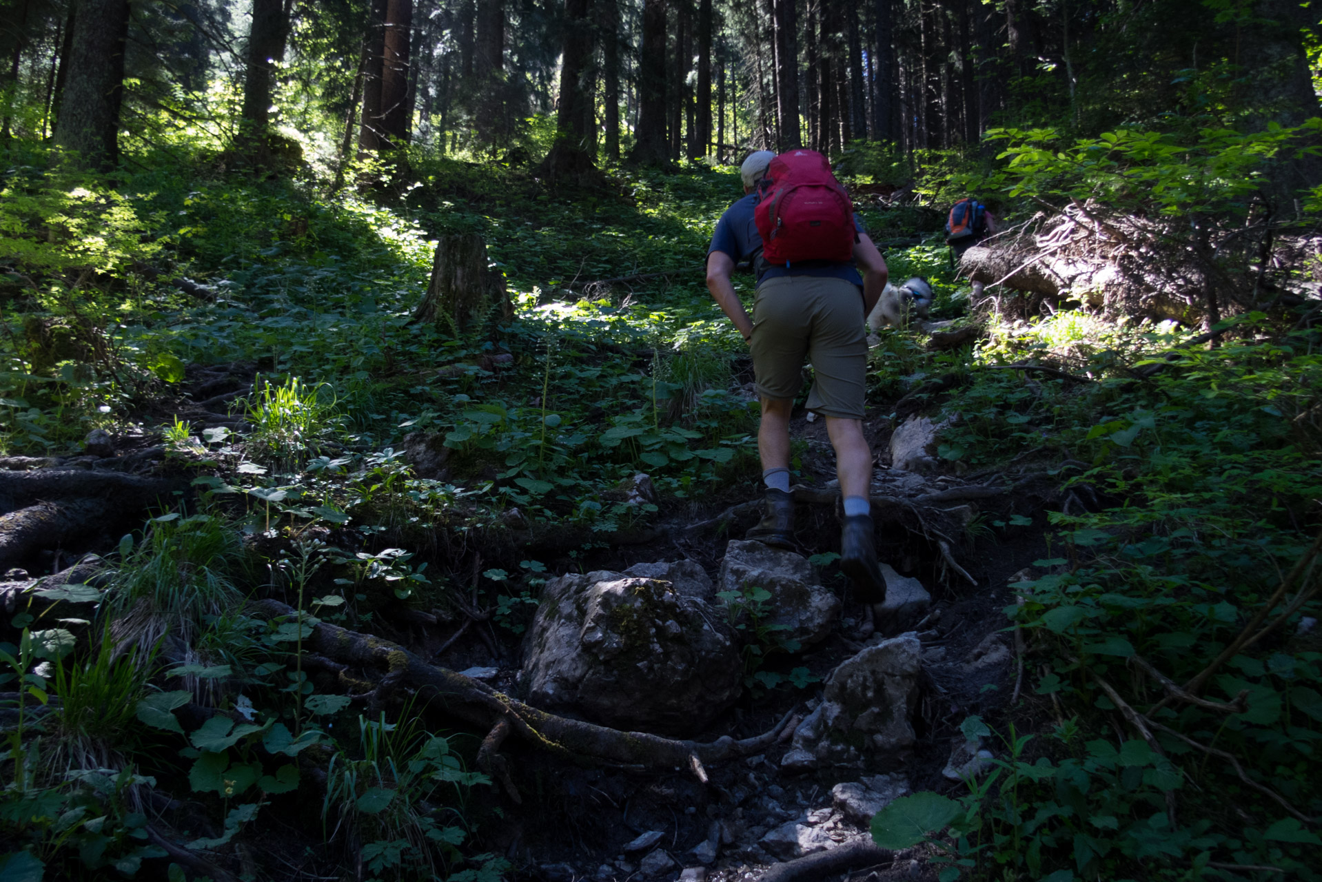 Sivý vrch od horárne Biela skala (Západné Tatry)