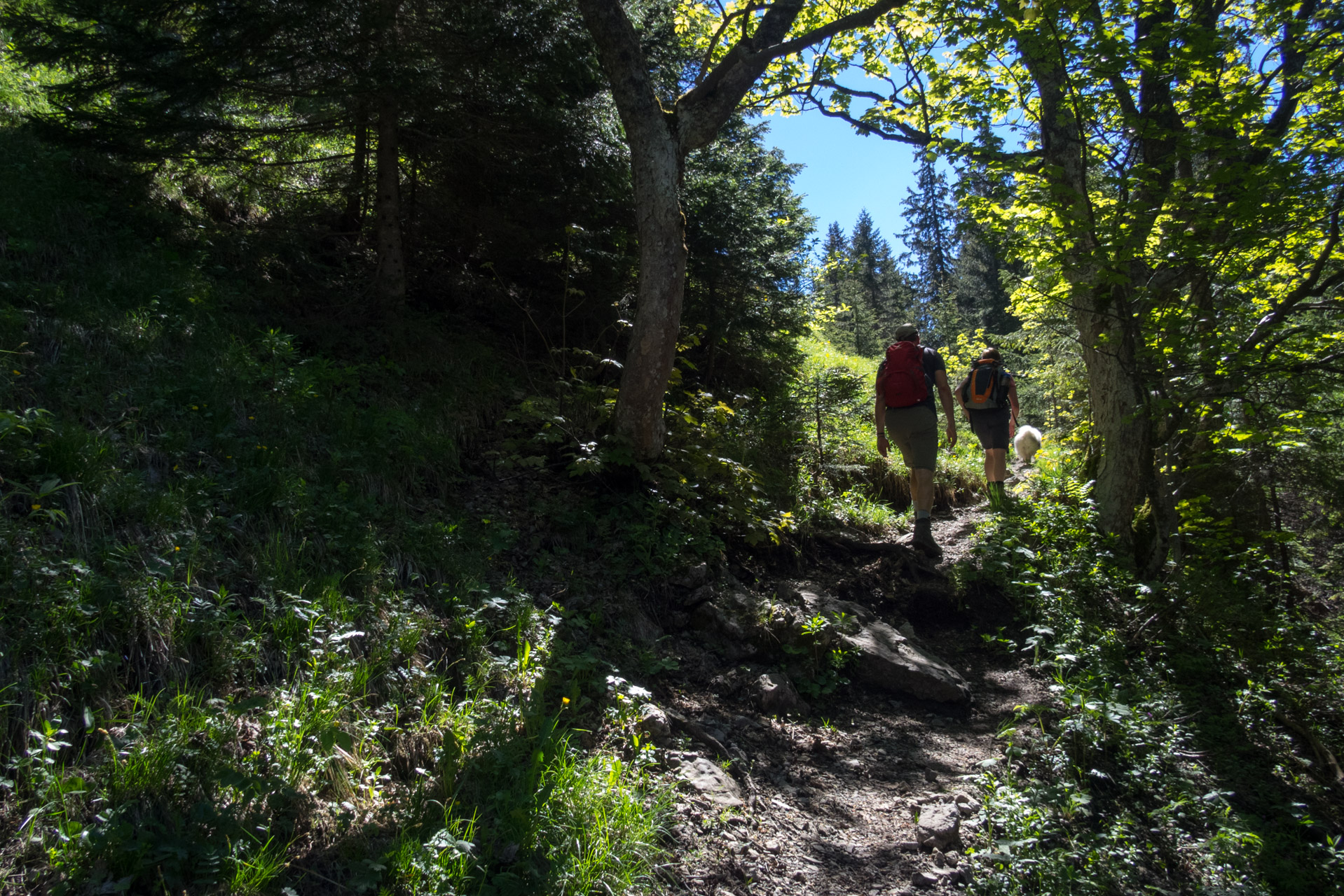 Sivý vrch od horárne Biela skala (Západné Tatry)