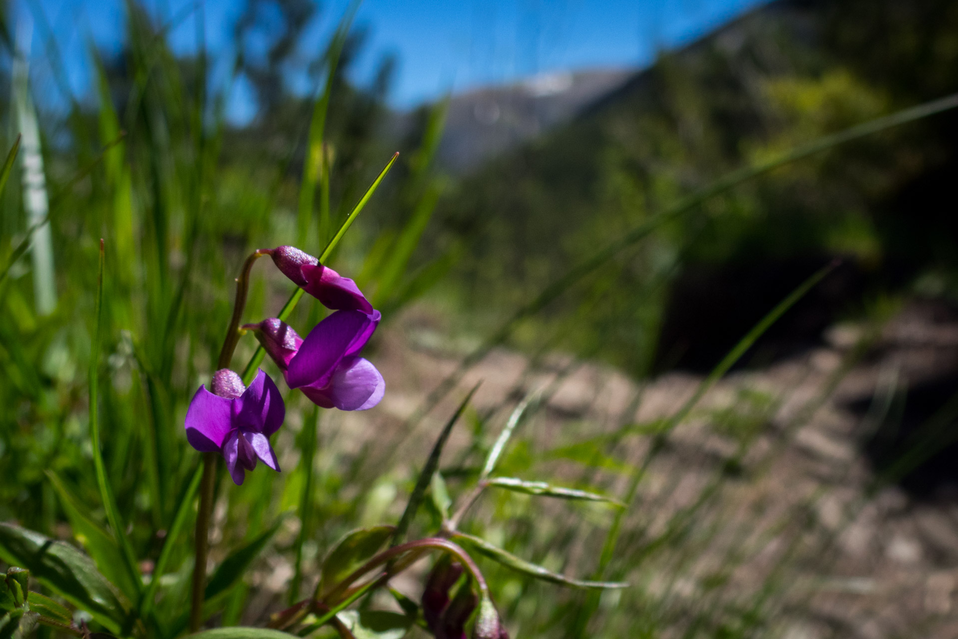 Sivý vrch od horárne Biela skala (Západné Tatry)