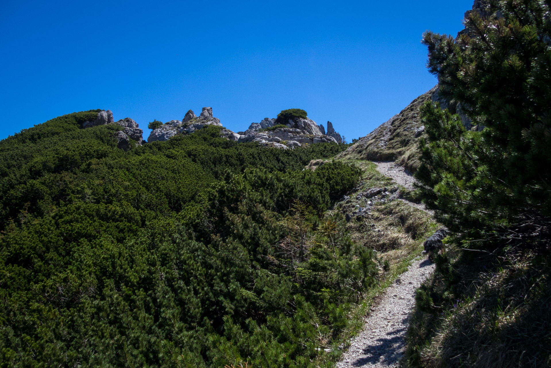 Sivý vrch od horárne Biela skala (Západné Tatry)