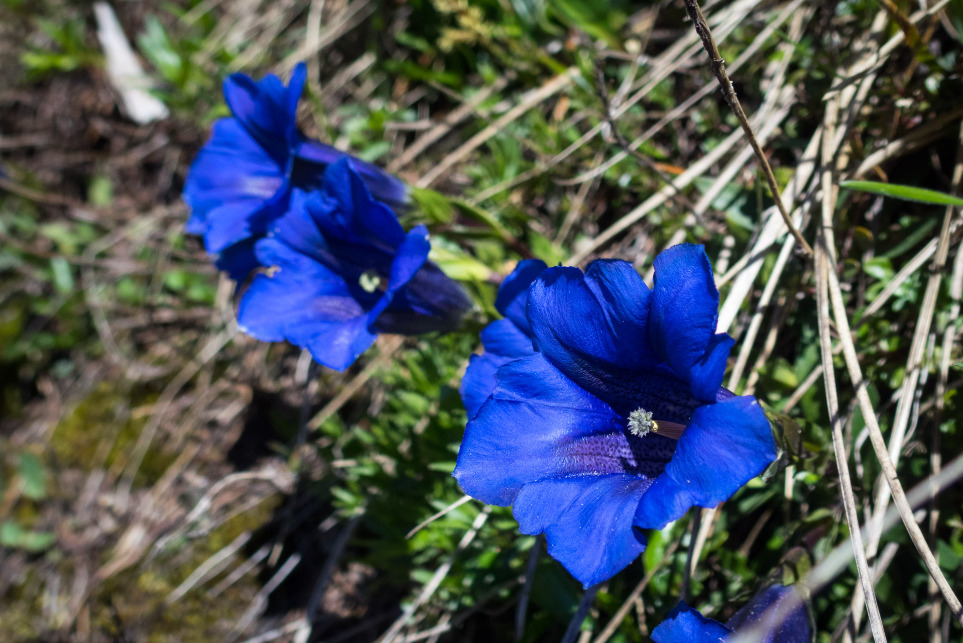 Sivý vrch od horárne Biela skala (Západné Tatry)