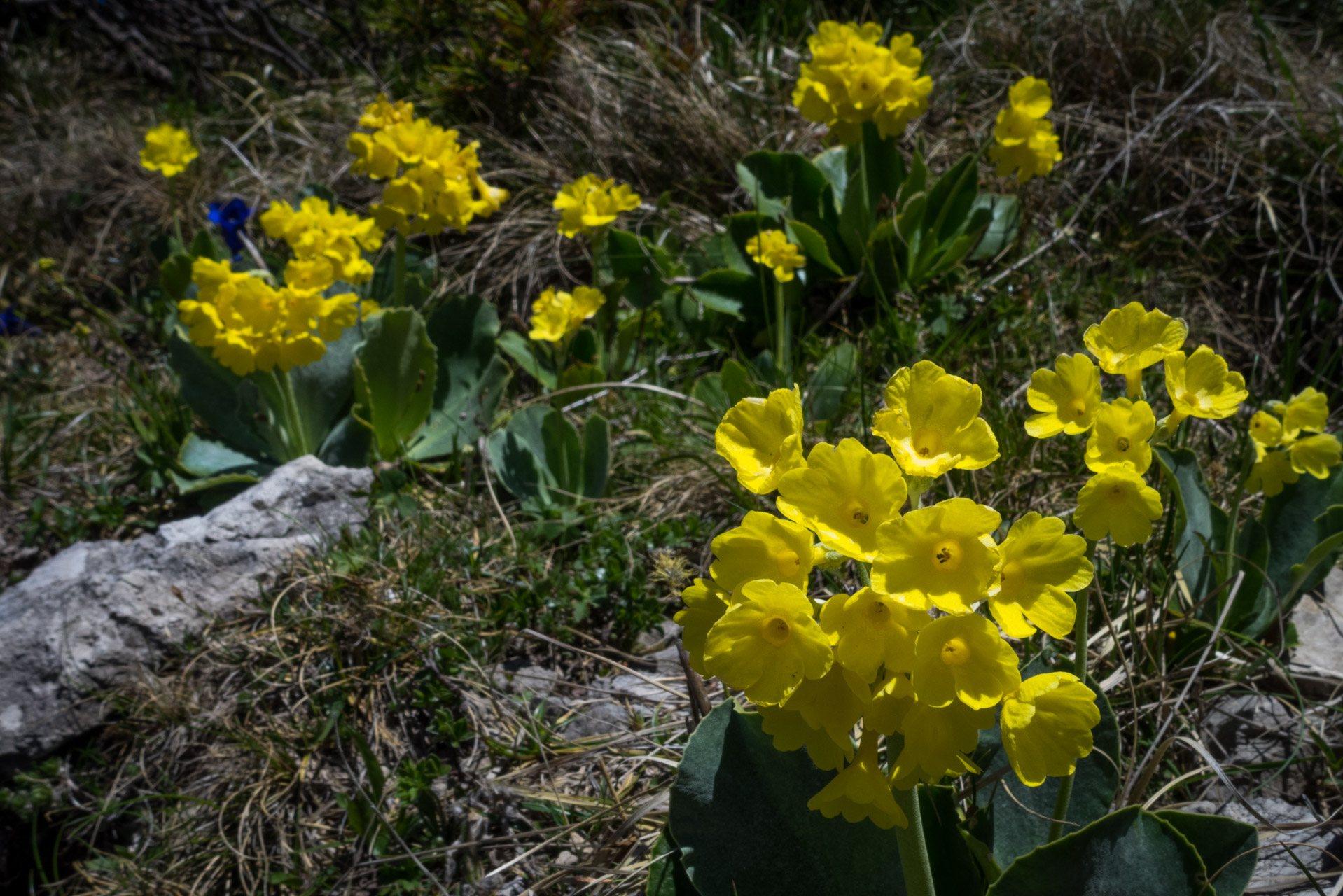 Sivý vrch od horárne Biela skala (Západné Tatry)