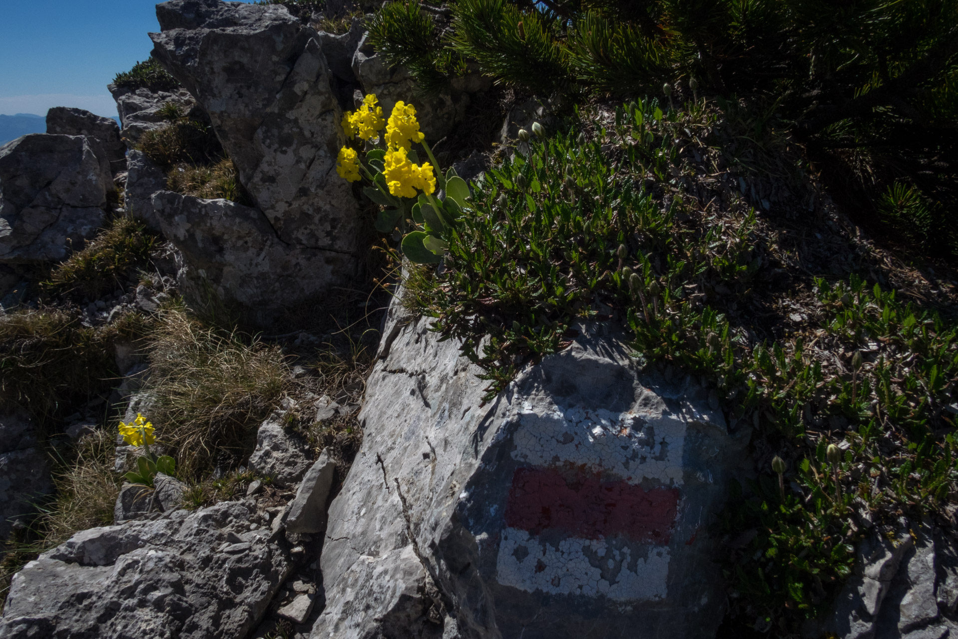 Sivý vrch od horárne Biela skala (Západné Tatry)