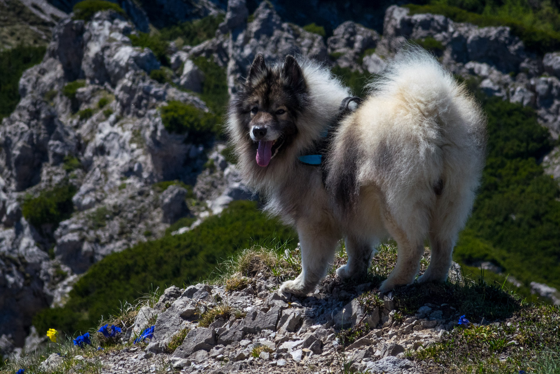 Sivý vrch od horárne Biela skala (Západné Tatry)