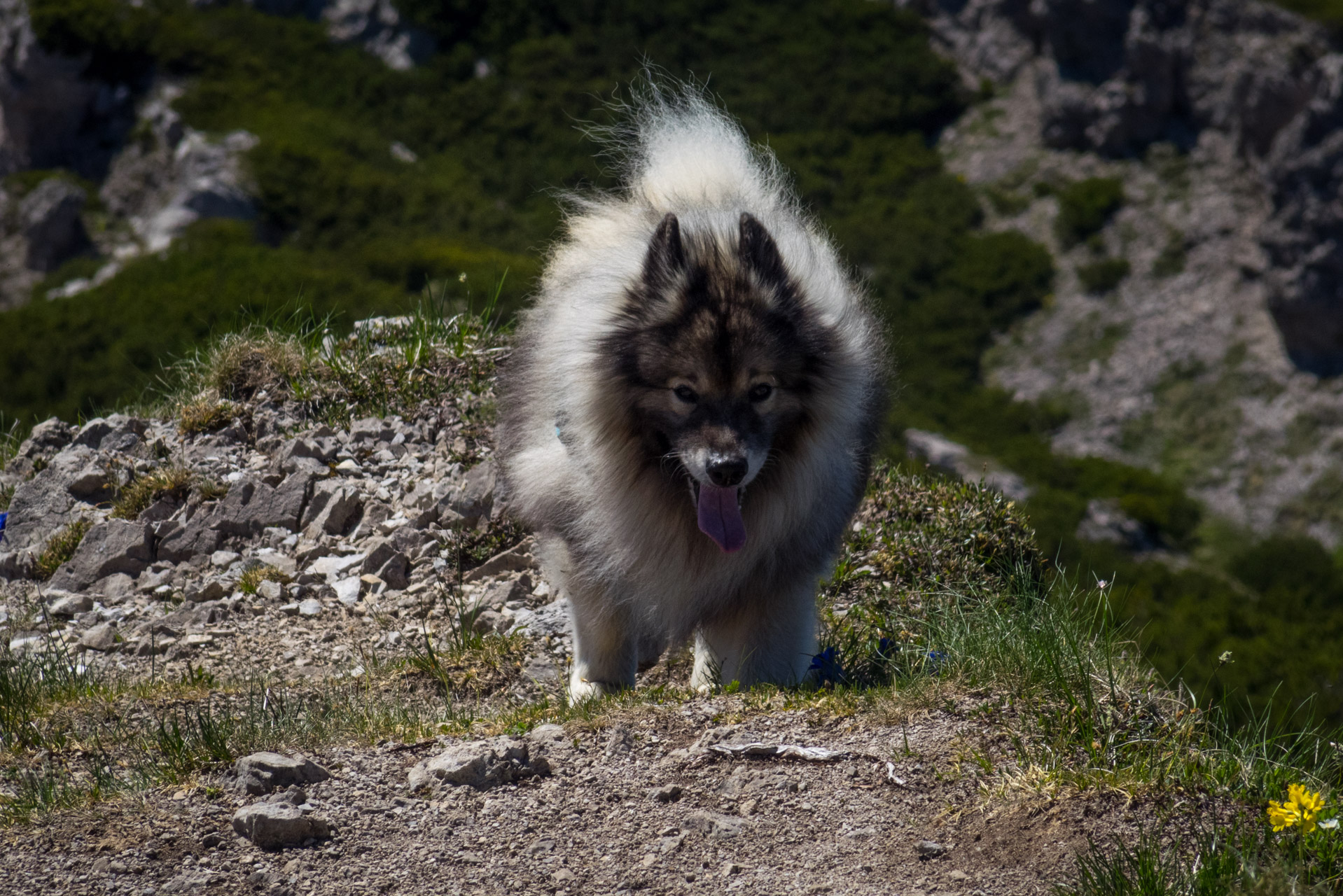 Sivý vrch od horárne Biela skala (Západné Tatry)