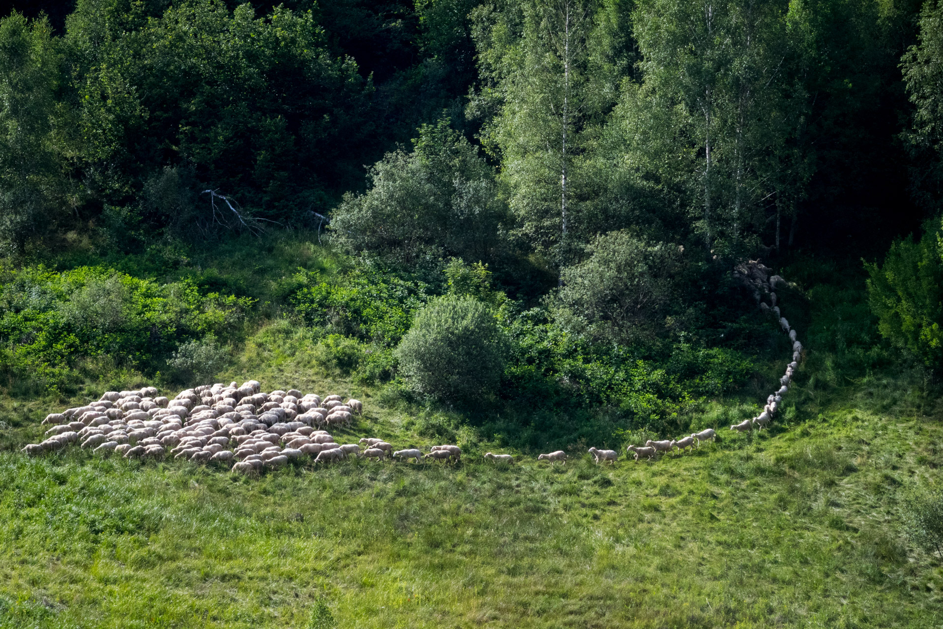 Skalisko z Henclovej (Volovské vrchy)