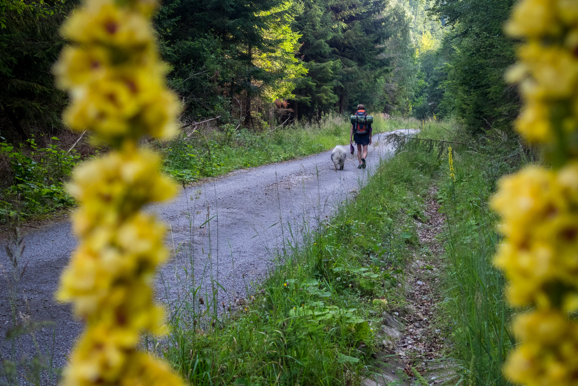 Skalisko z Henclovej (Volovské vrchy)