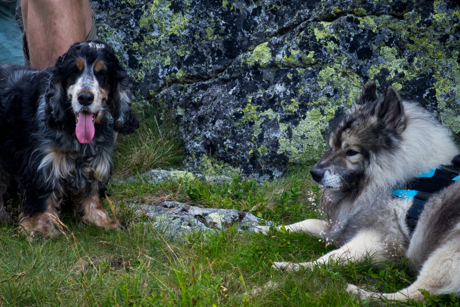 Skalka z Črmného (Nízke Tatry)