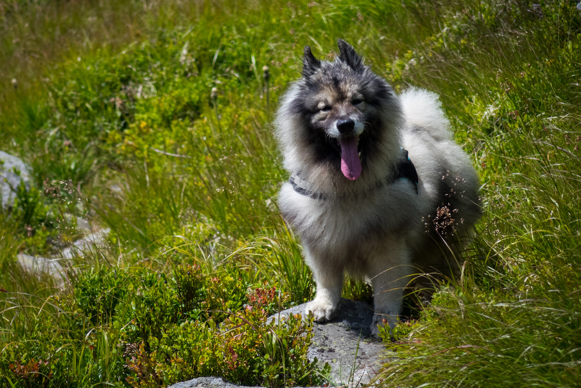 Skalka z Črmného (Nízke Tatry)