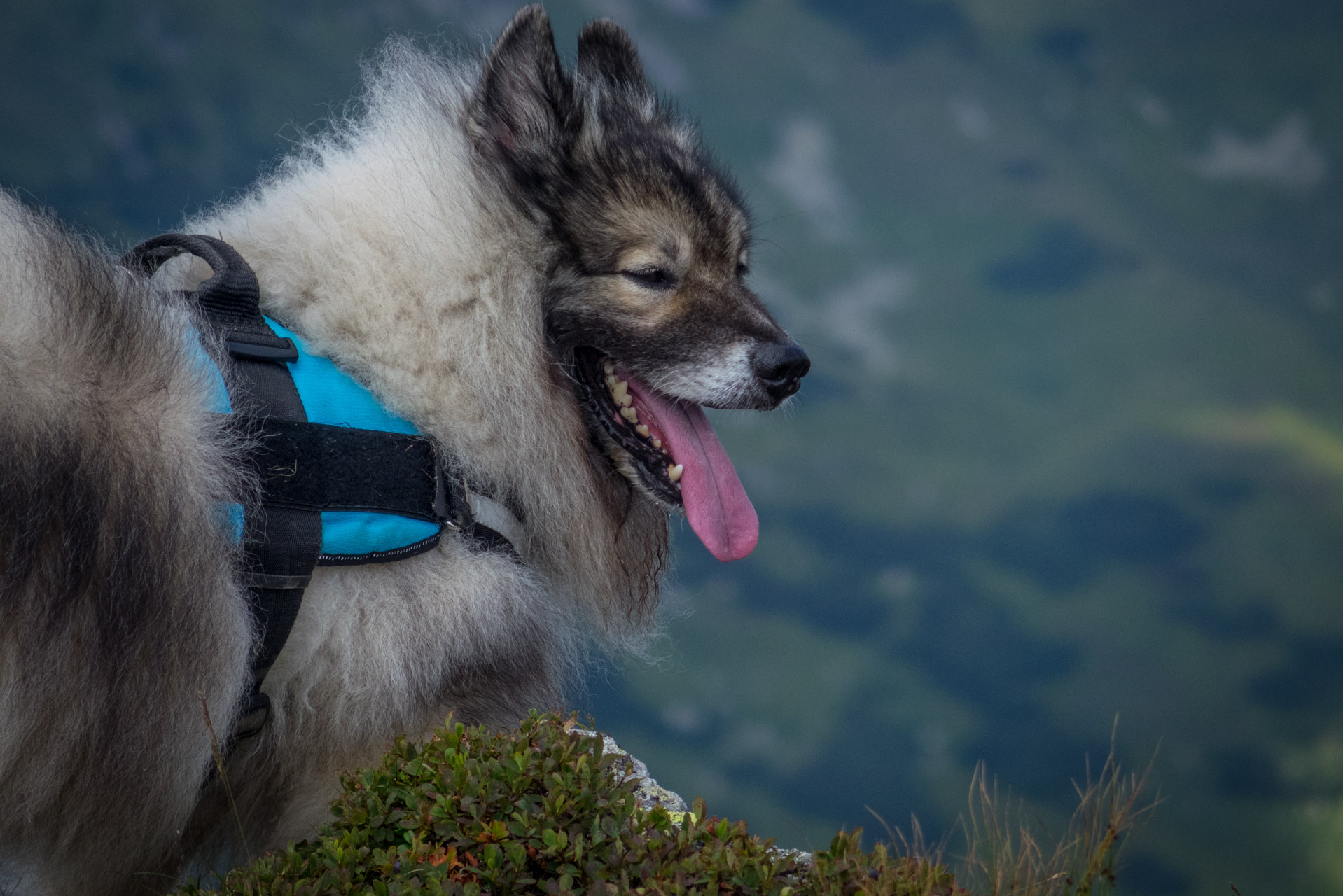 Skalka z Črmného (Nízke Tatry)