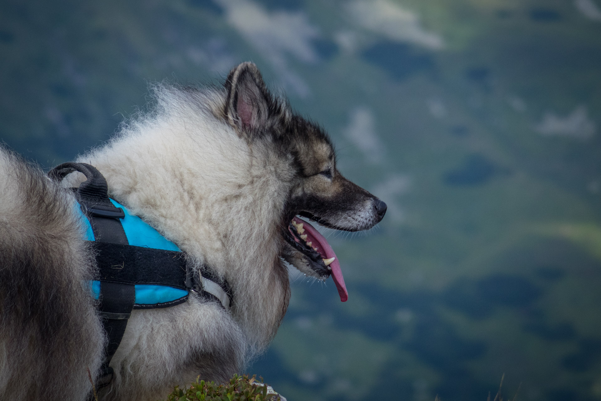 Skalka z Črmného (Nízke Tatry)