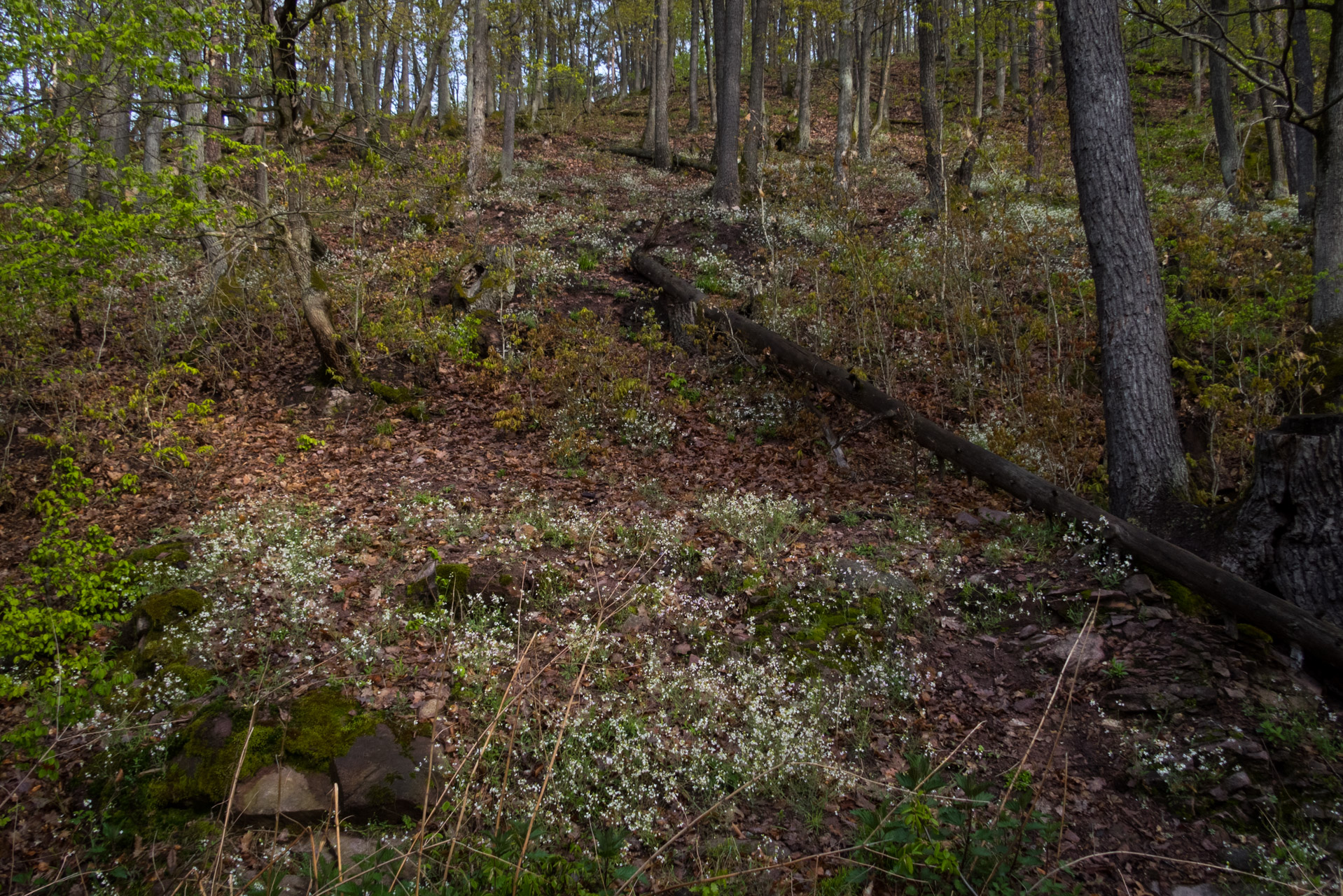 Skalka z Obišoviec (Čierna hora)