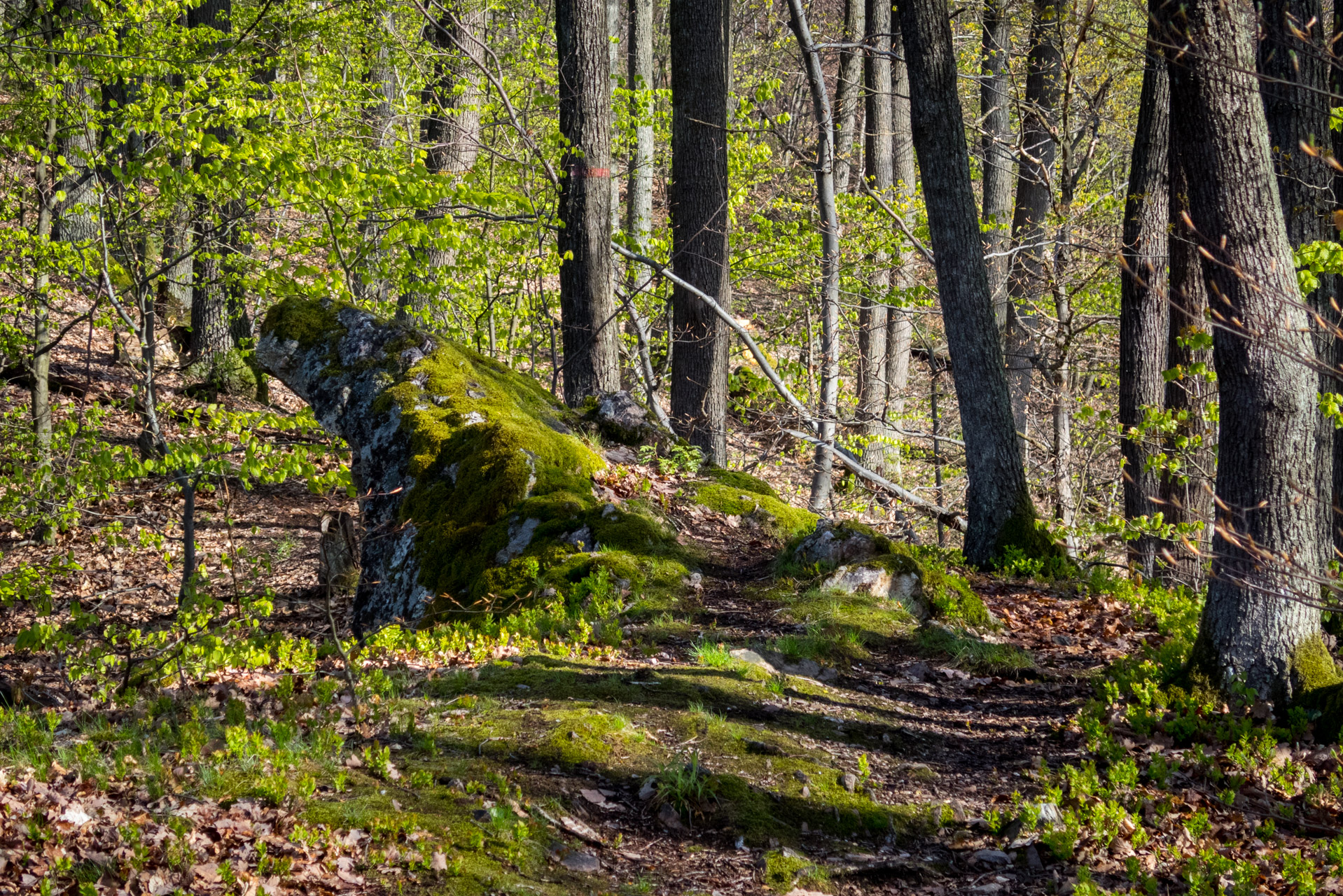 Skalka z Obišoviec (Čierna hora)