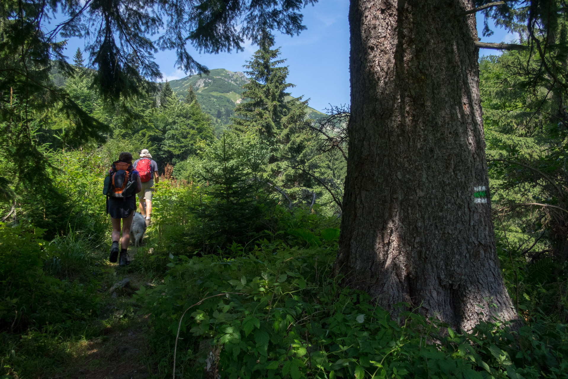 Vajskovský vodopád z Črmného (Nízke Tatry)