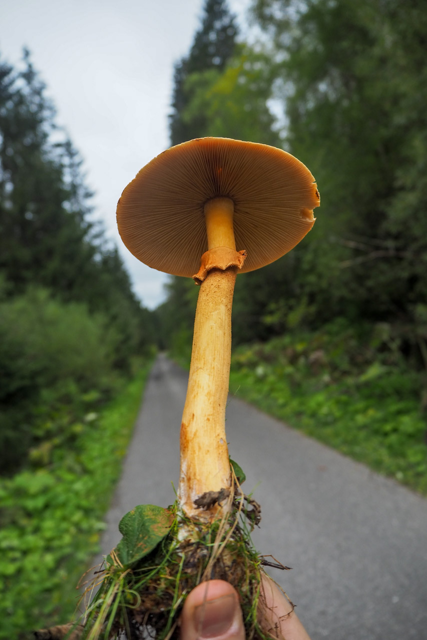 Veľký Bok z Malužinej (Nízke Tatry)