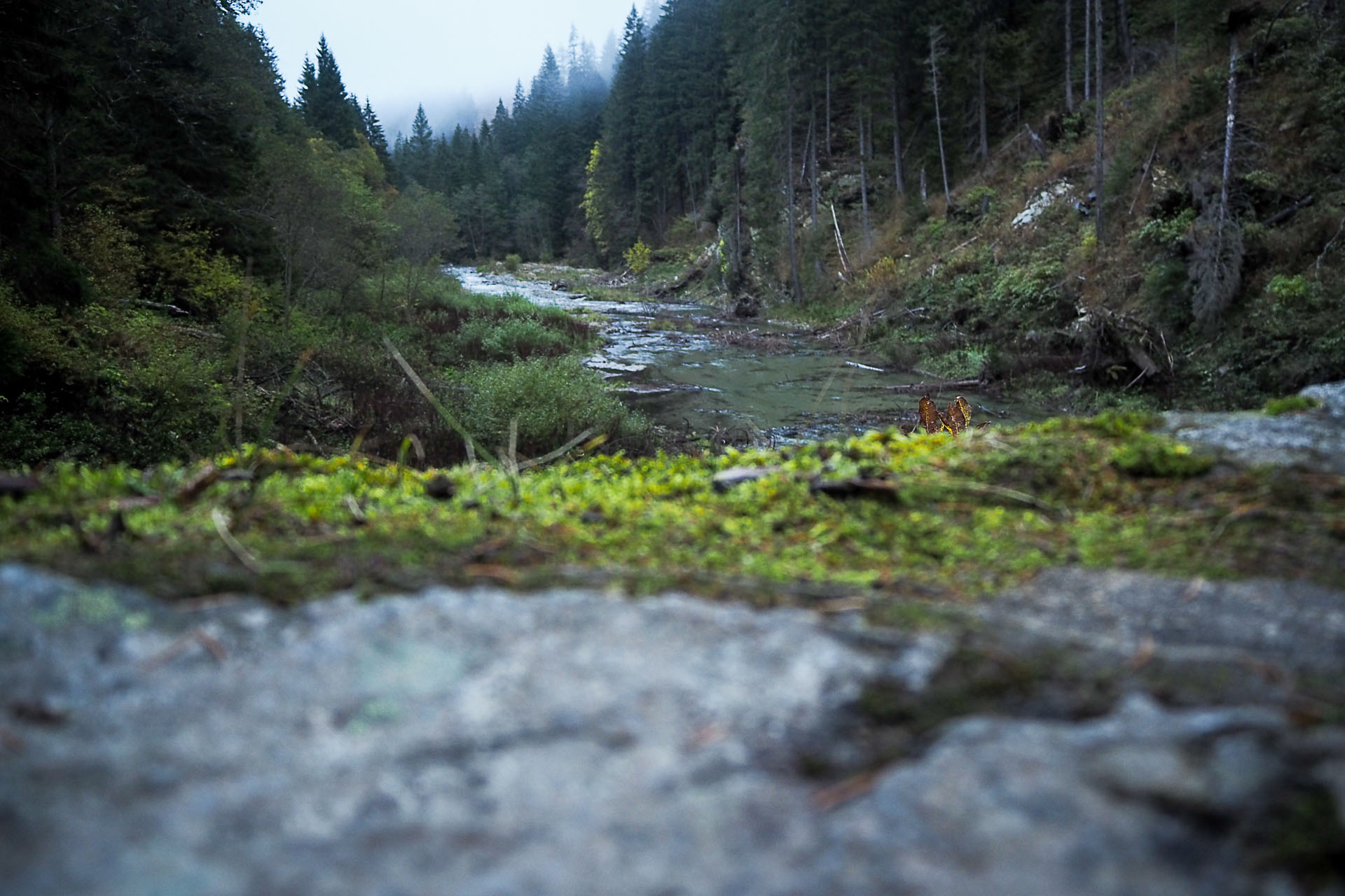 Volovec z Račkovej doliny, ATC (Západné Tatry)