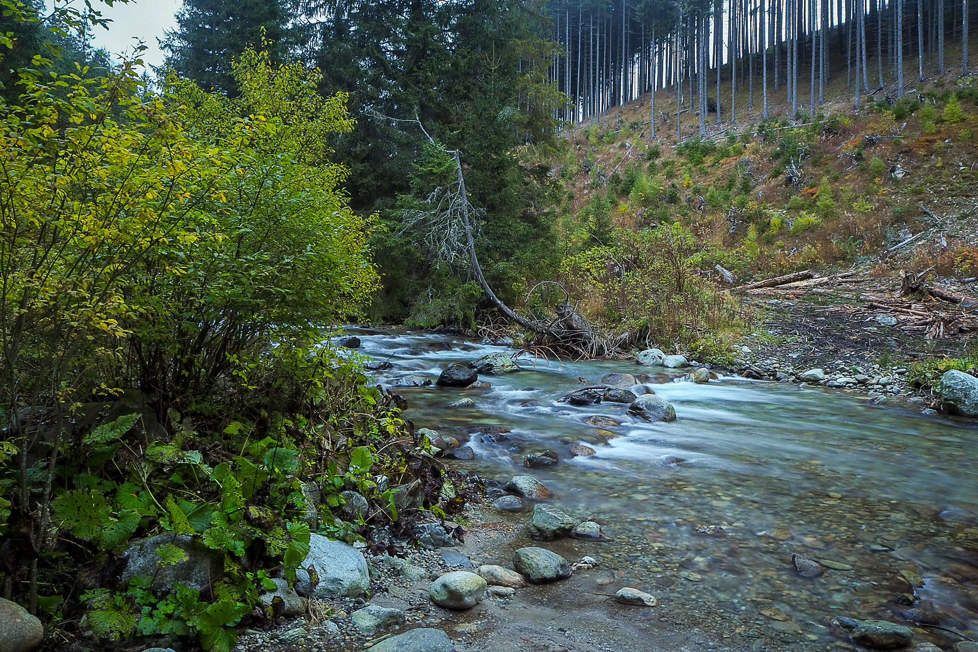 Volovec z Račkovej doliny, ATC (Západné Tatry)