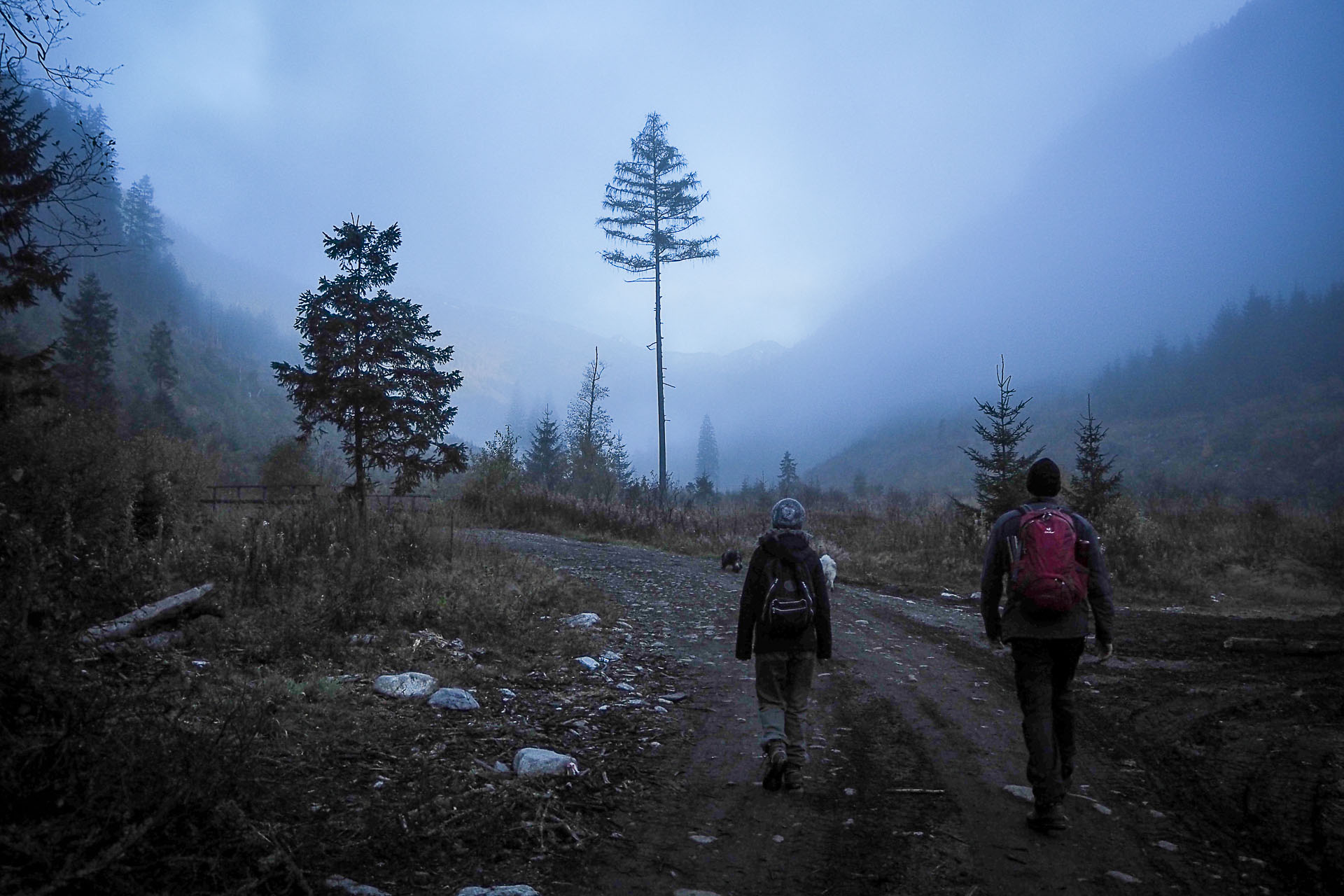 Volovec z Račkovej doliny, ATC (Západné Tatry)