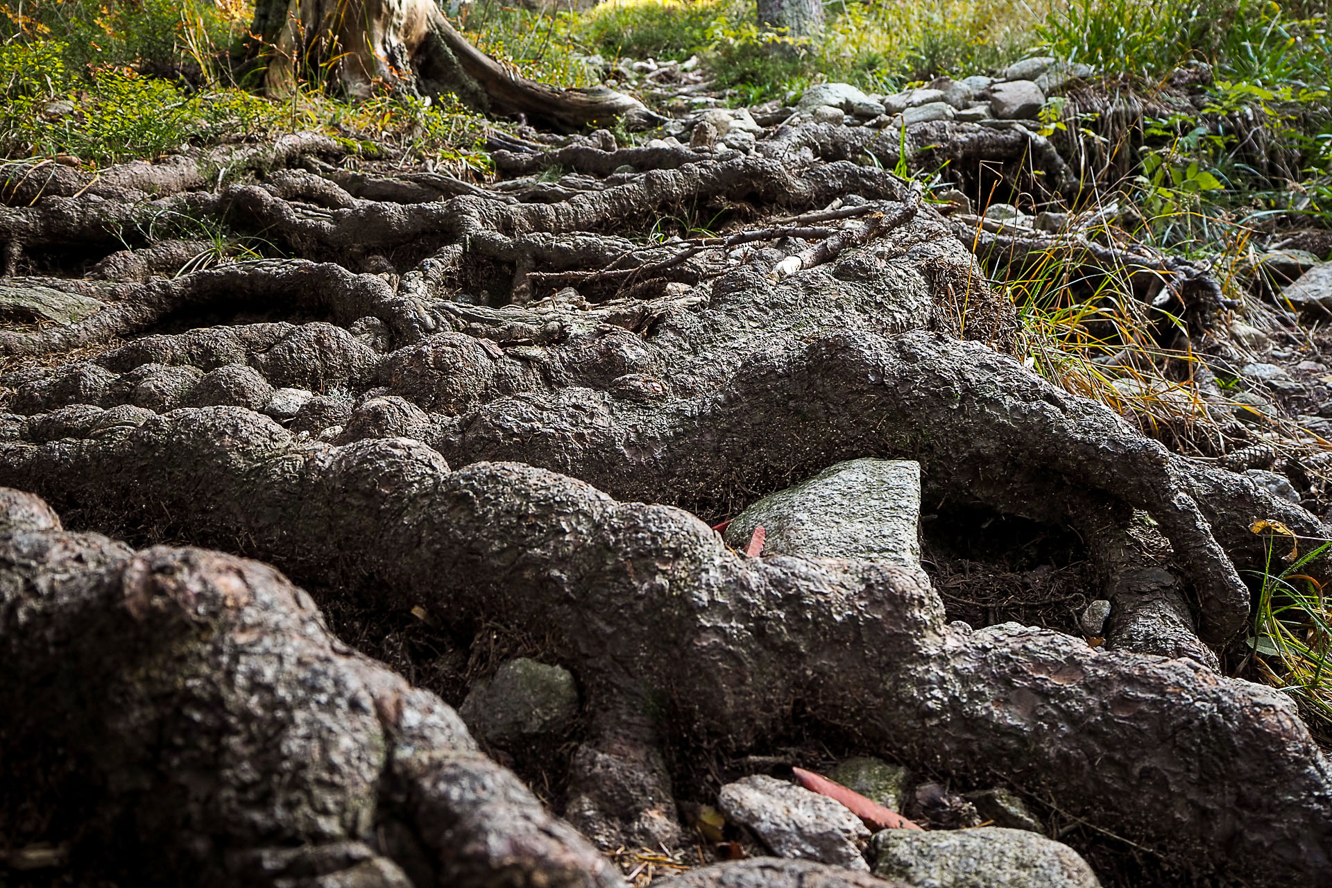 Volovec z Račkovej doliny, ATC (Západné Tatry)