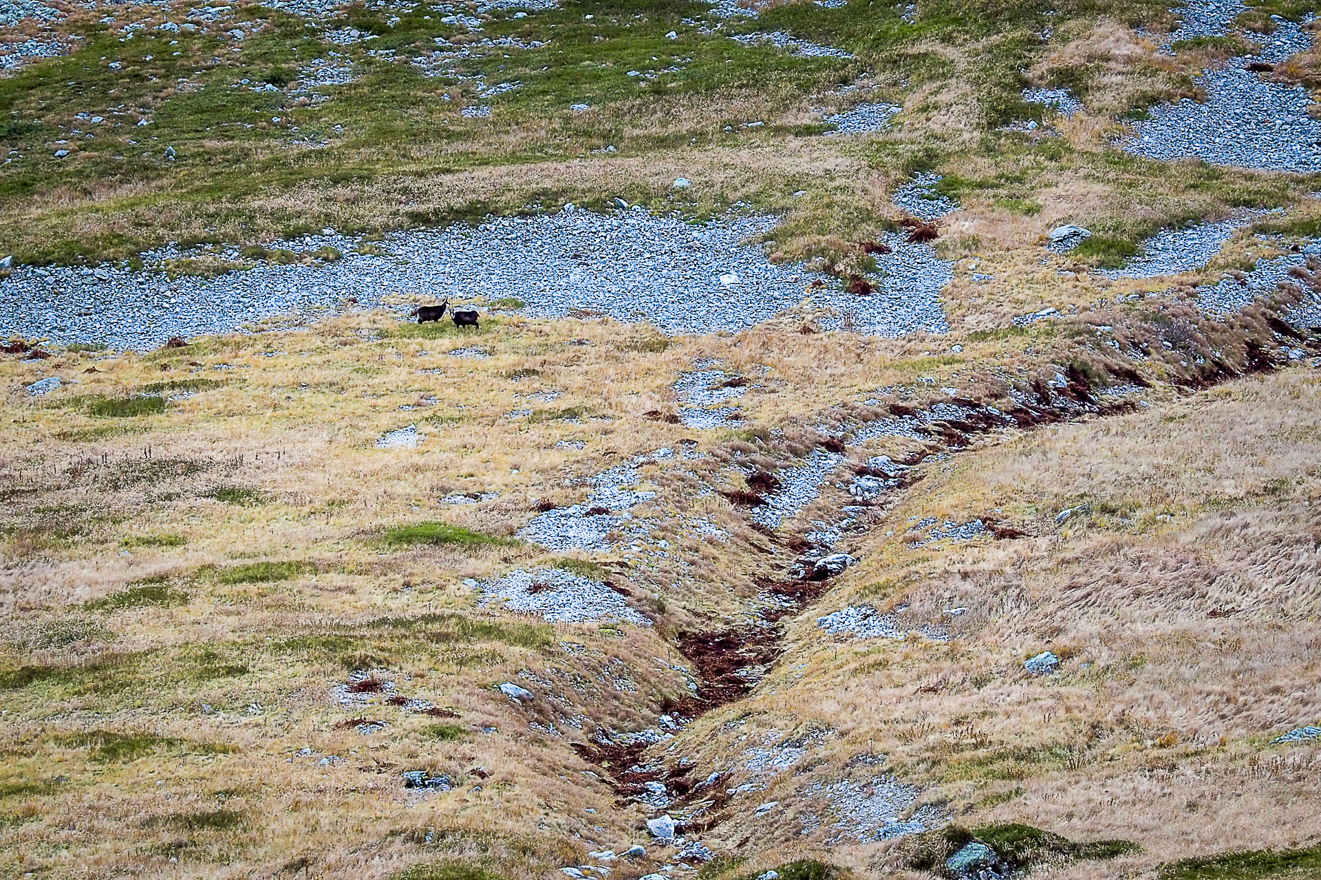 Volovec z Račkovej doliny, ATC (Západné Tatry)