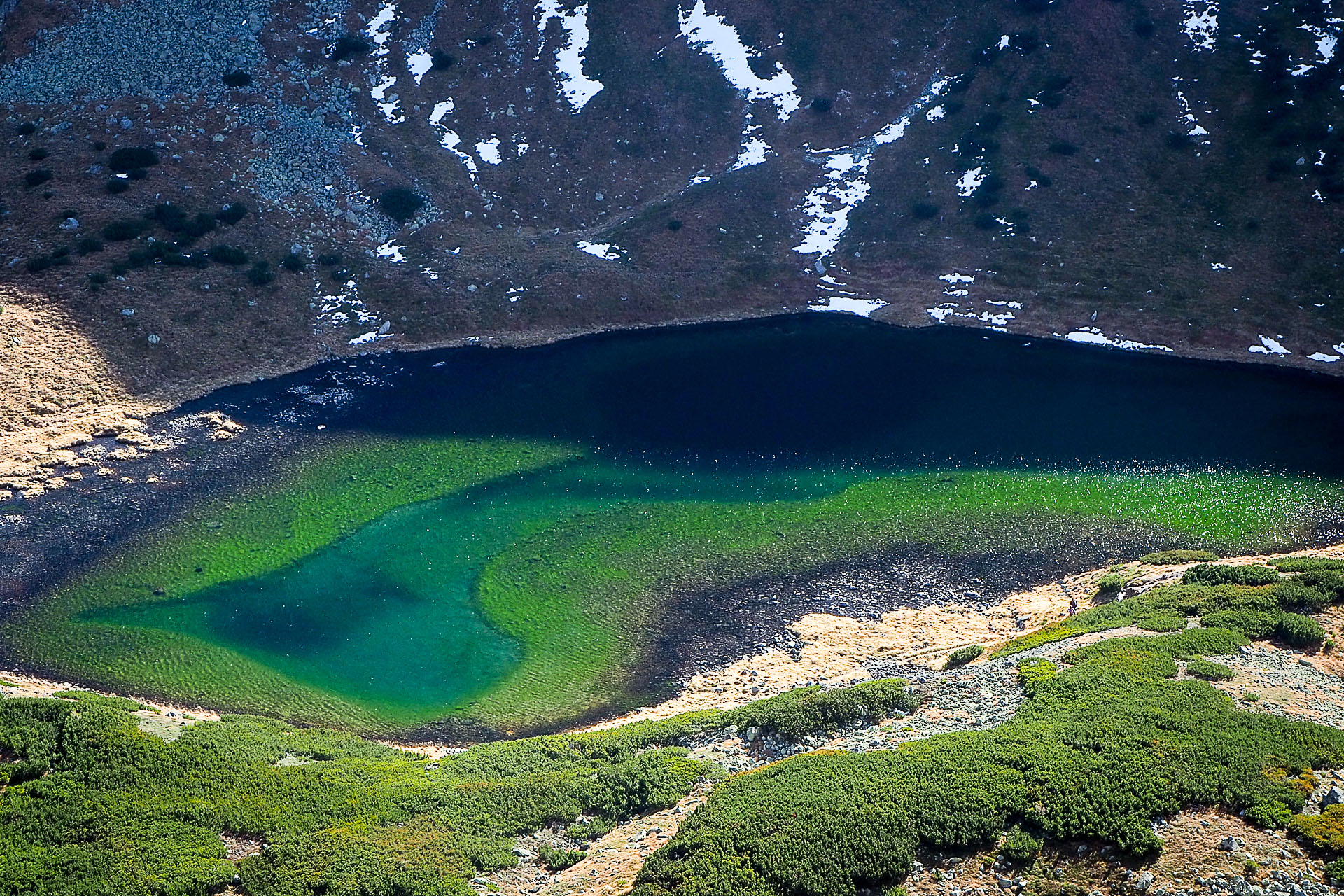 Volovec z Račkovej doliny, ATC (Západné Tatry)