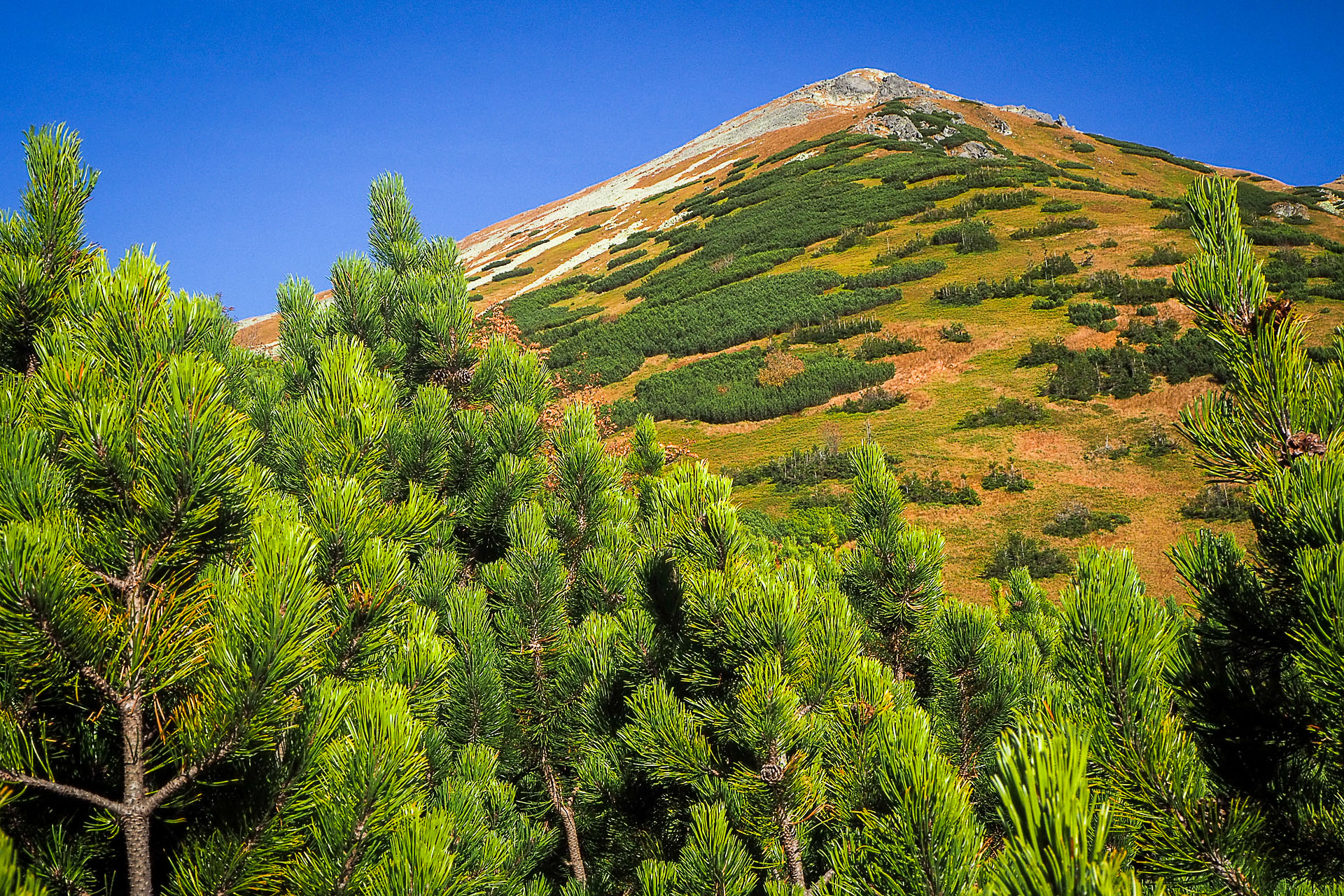 Volovec z Račkovej doliny, ATC (Západné Tatry)