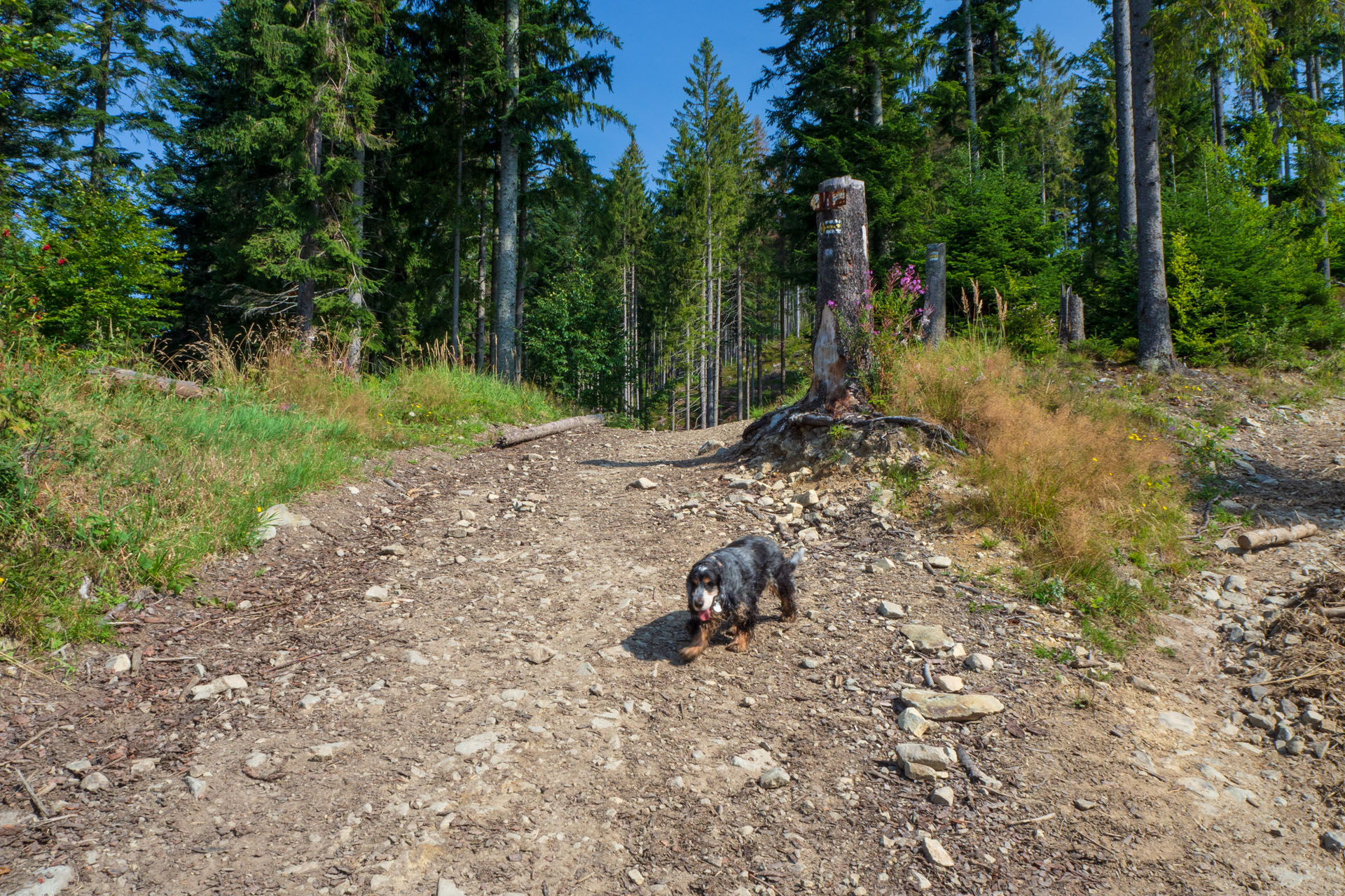 Babia hora z Pasekov (Oravské Beskydy)