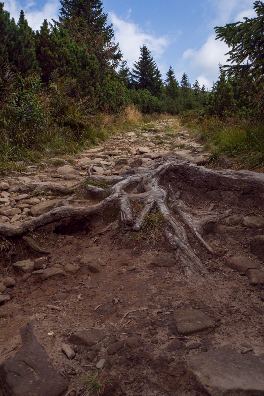 Babia hora z Pasekov (Oravské Beskydy)