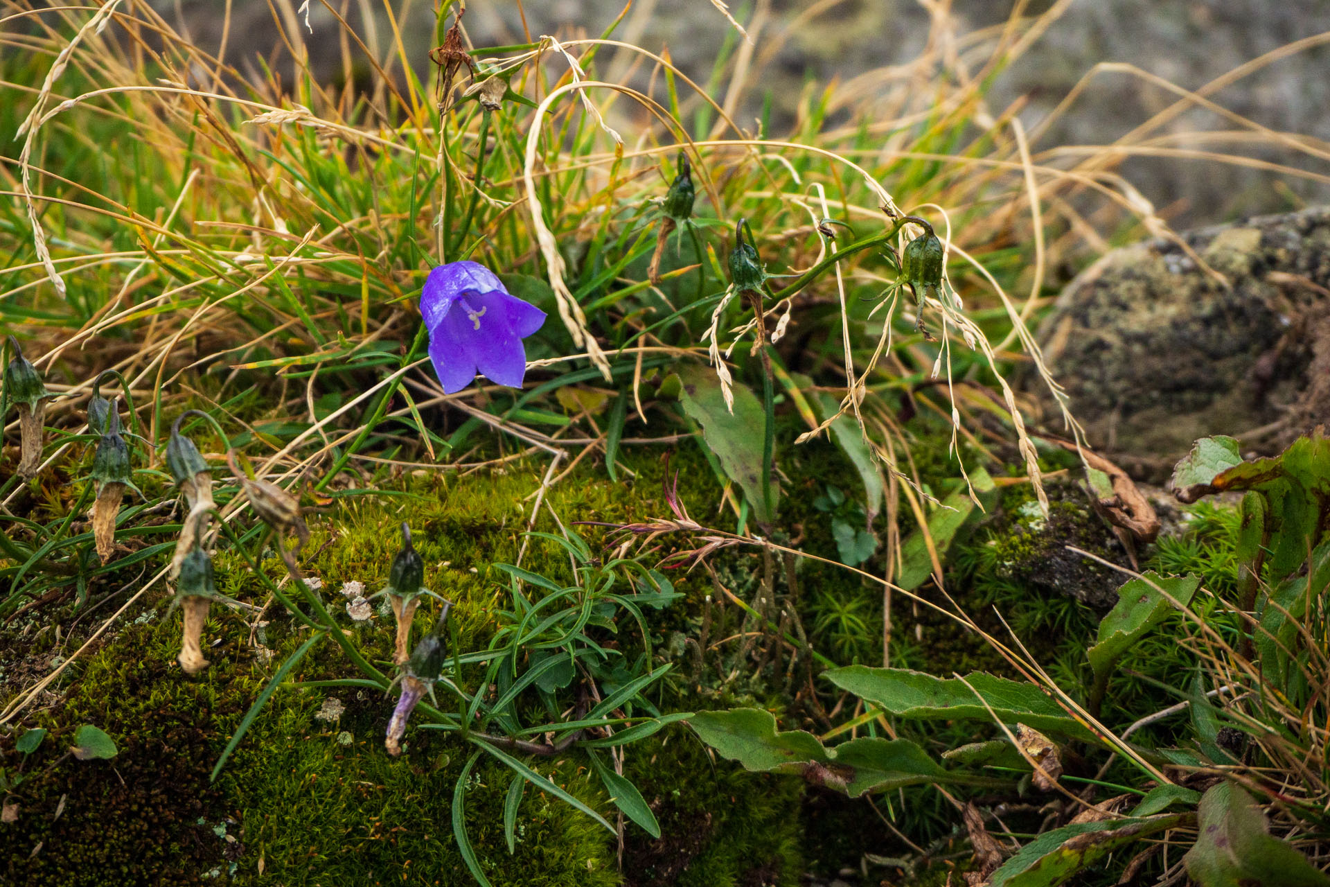 Babia hora z Pasekov (Oravské Beskydy)