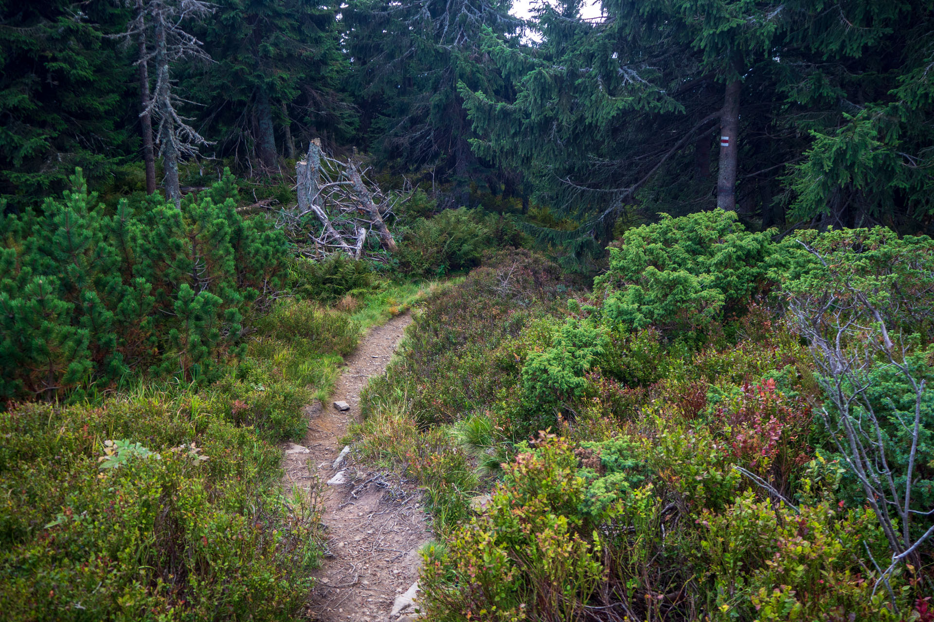 Babia hora z Pasekov (Oravské Beskydy)