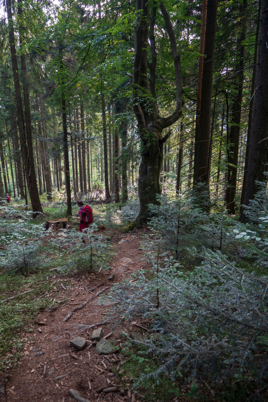 Babia hora z Pasekov (Oravské Beskydy)