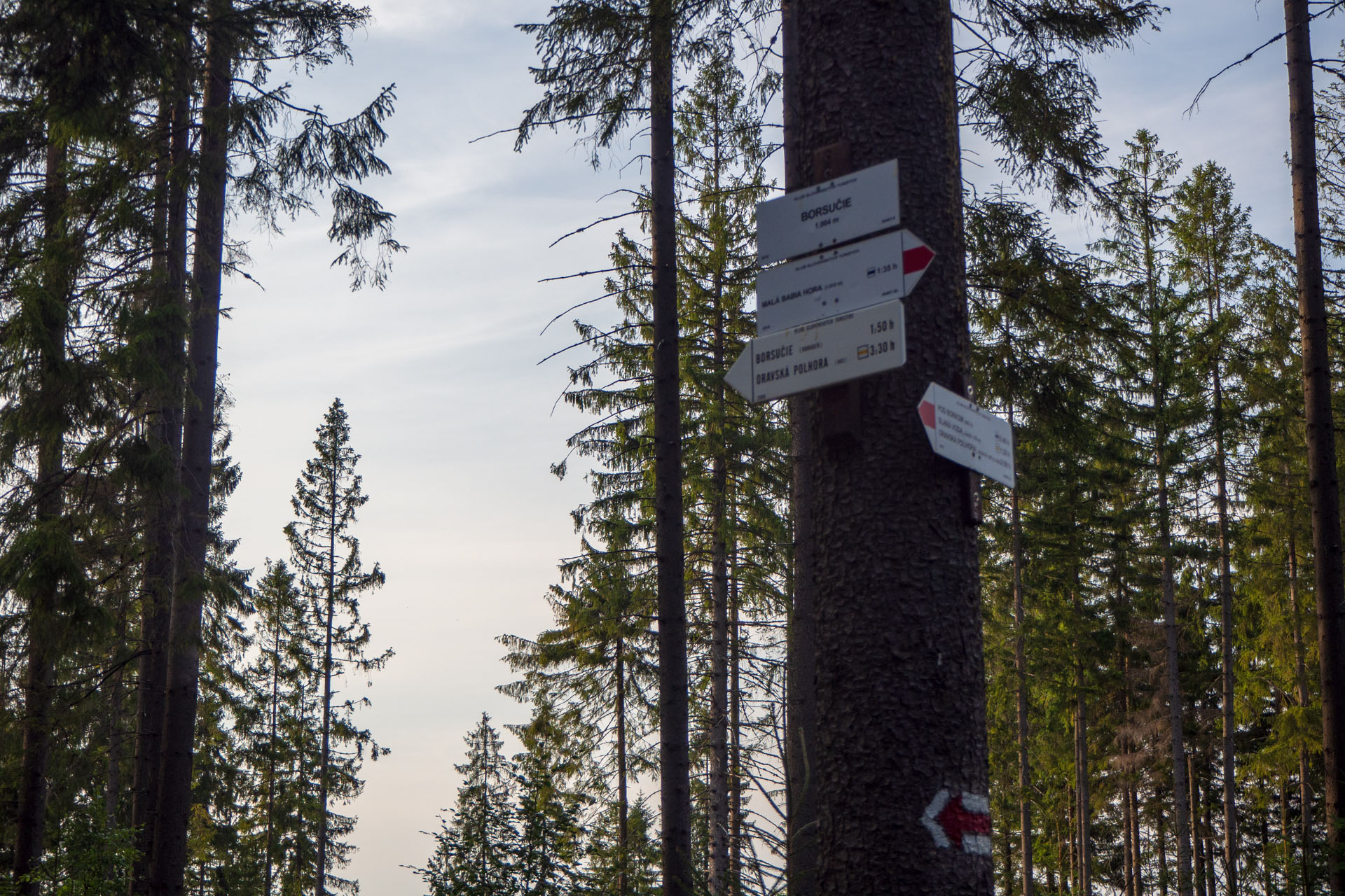 Babia hora z Pasekov (Oravské Beskydy)