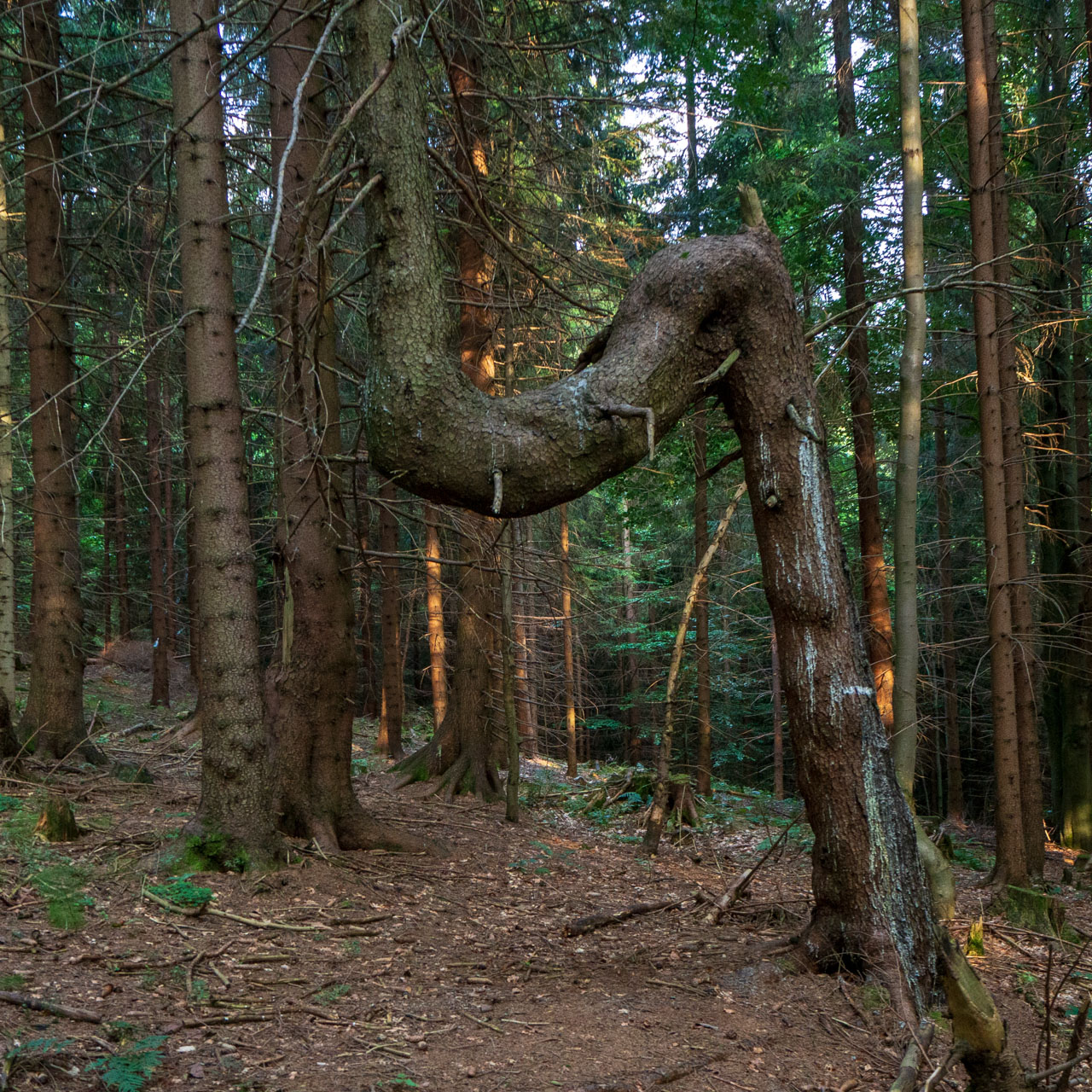 Babia hora z Pasekov (Oravské Beskydy)