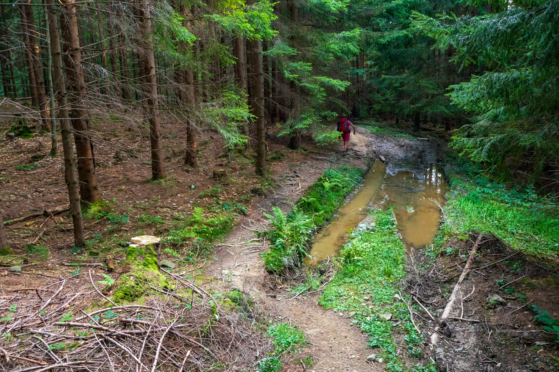 Babia hora z Pasekov (Oravské Beskydy)