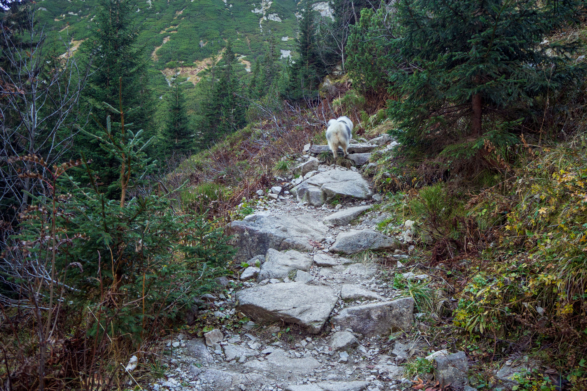 Baníkov z Pod Spálenej (Západné Tatry)