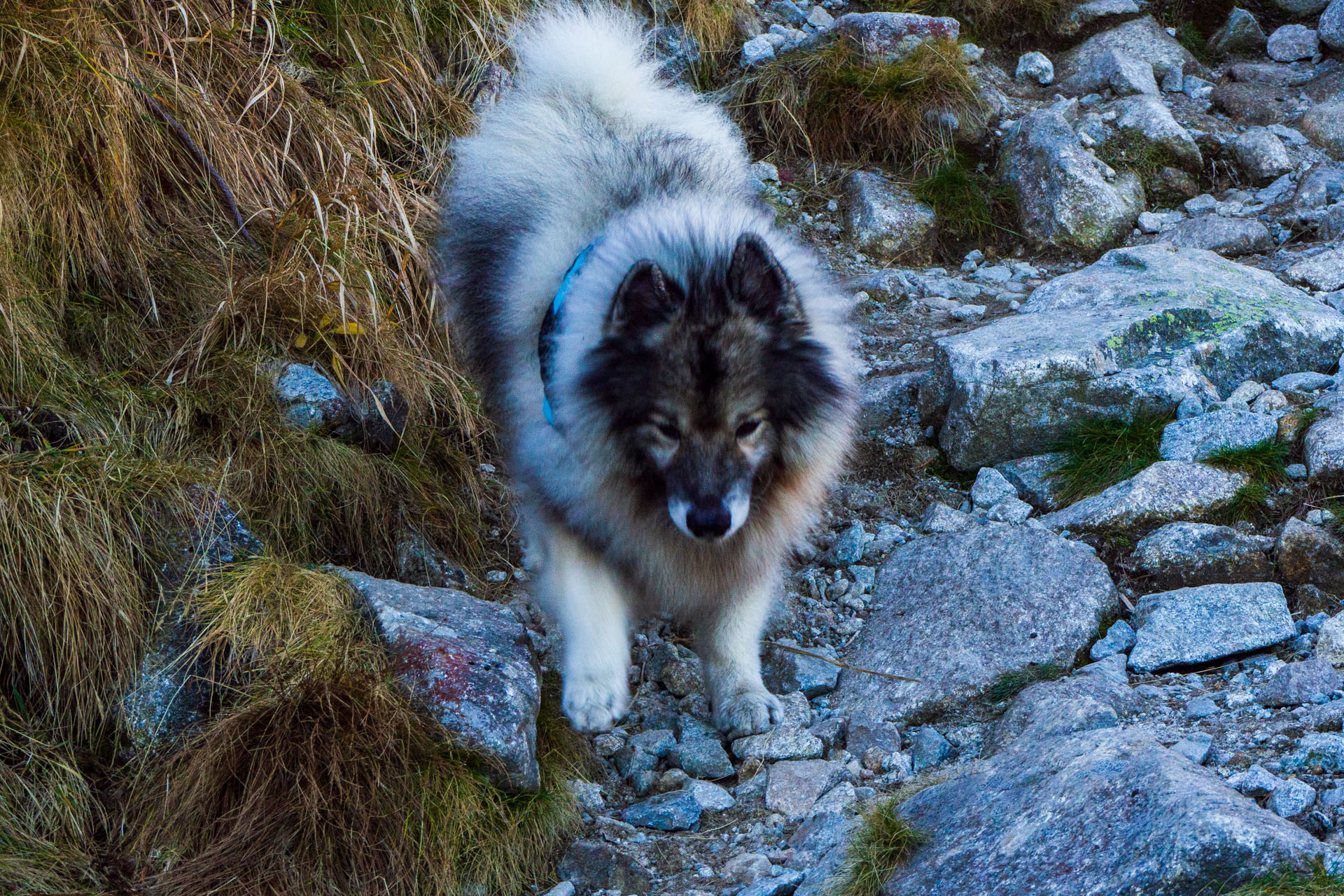 Baníkov z Pod Spálenej (Západné Tatry)