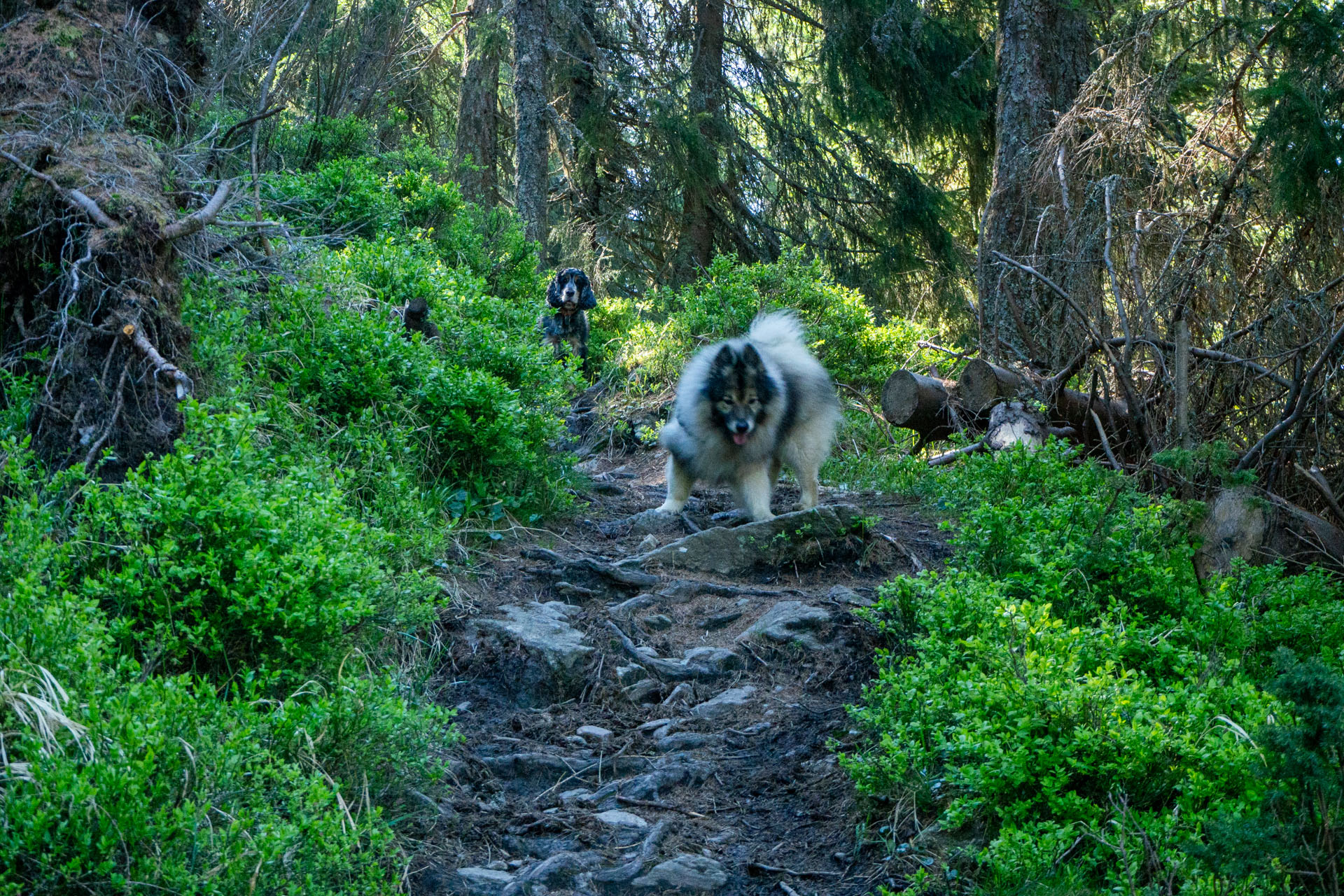 Baranec zo Žiarskej doliny (Západné Tatry)